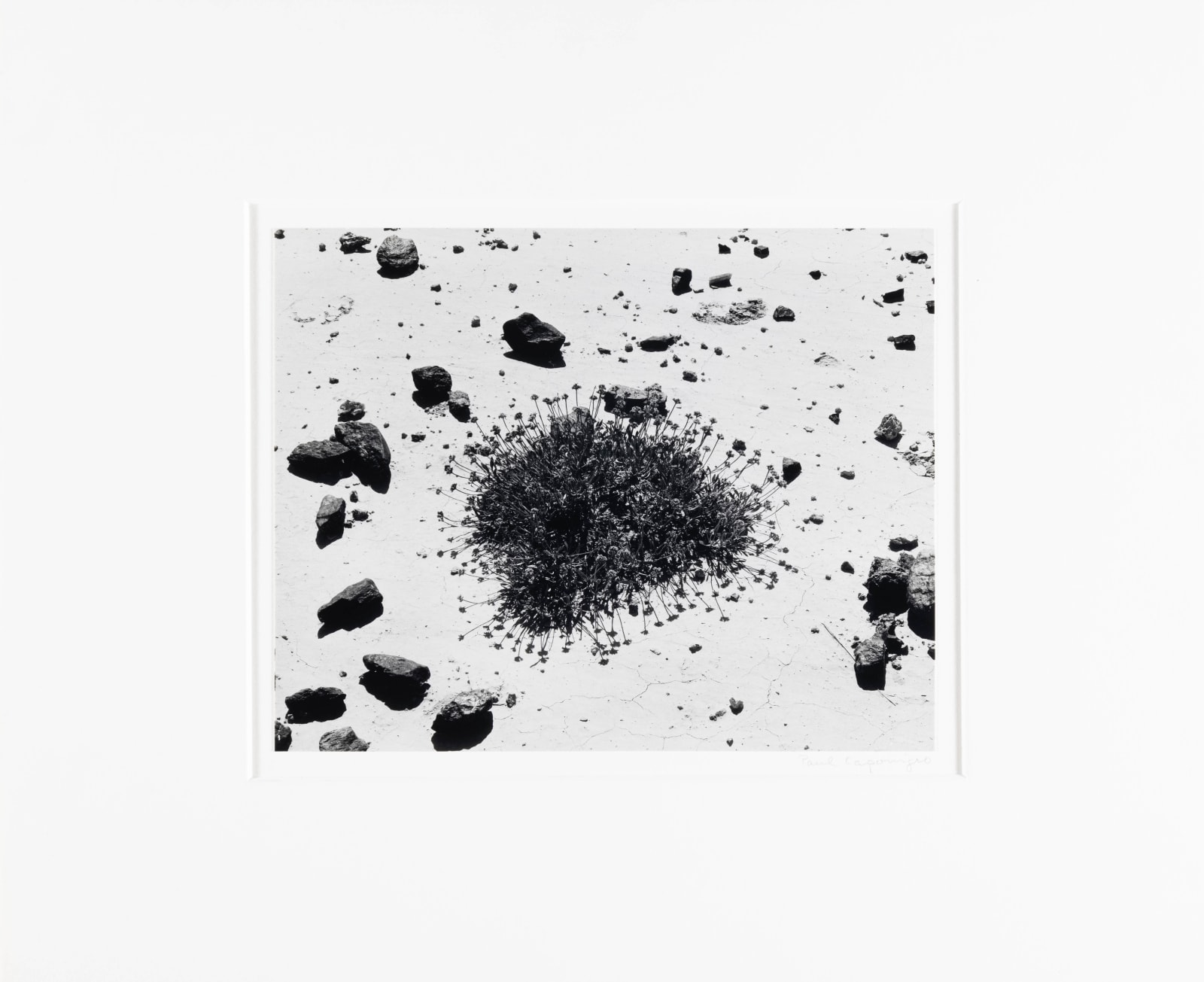 Paul Caponigro, Desert Plant, Badlands, South Dakota, 1959