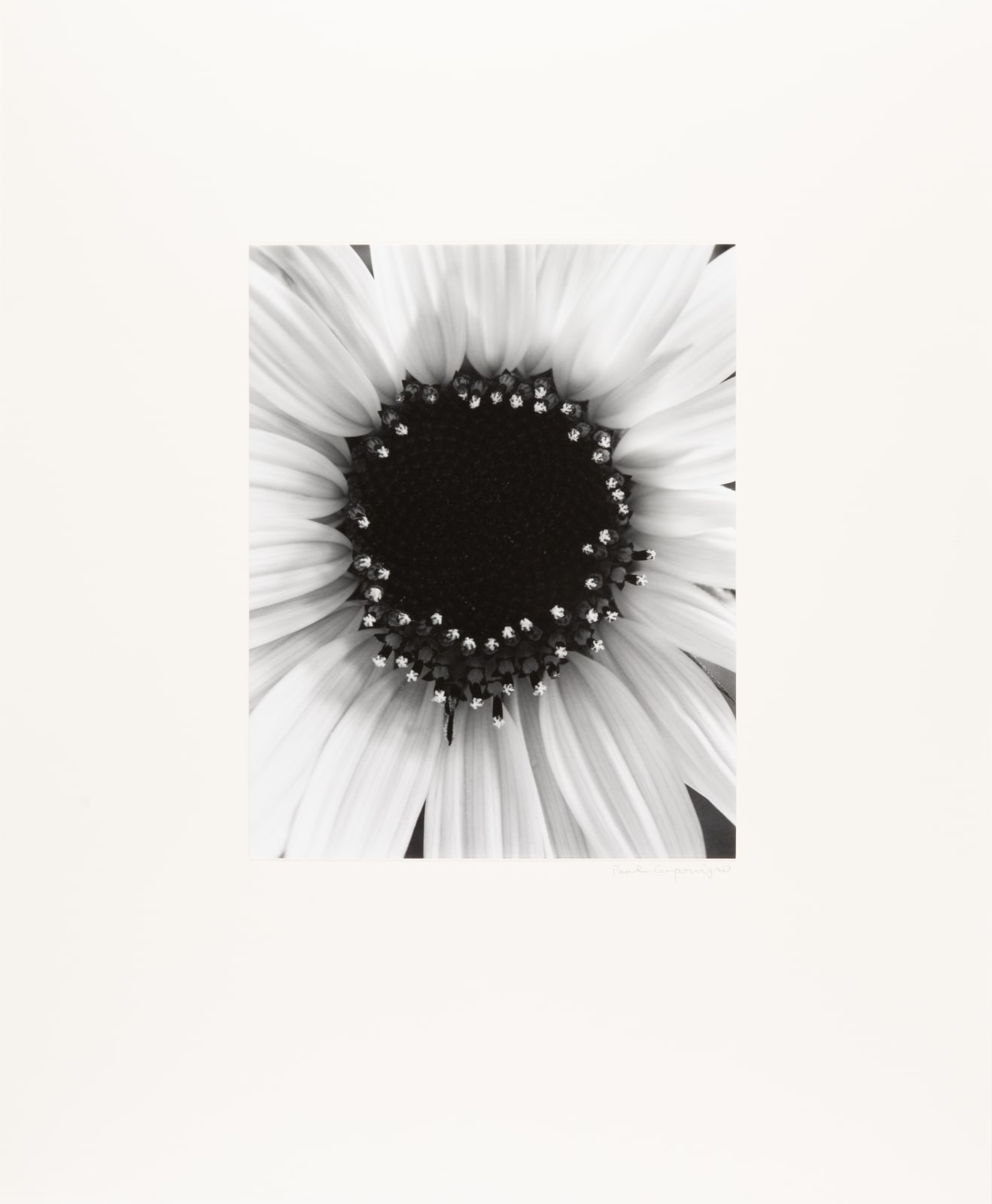 Paul Caponigro, Sunflower, Winthrop, MA, 1965