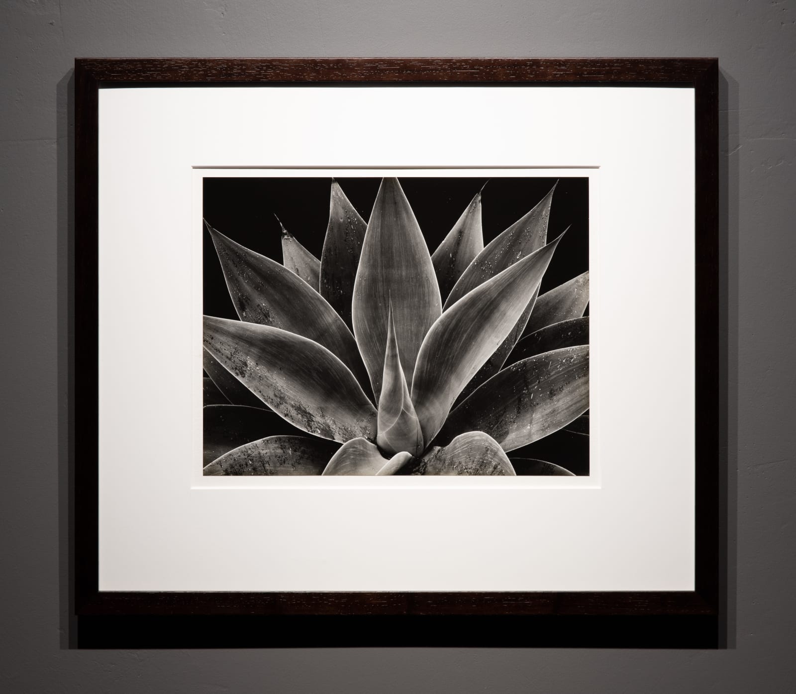 Brett Weston, Century Plant, 1977