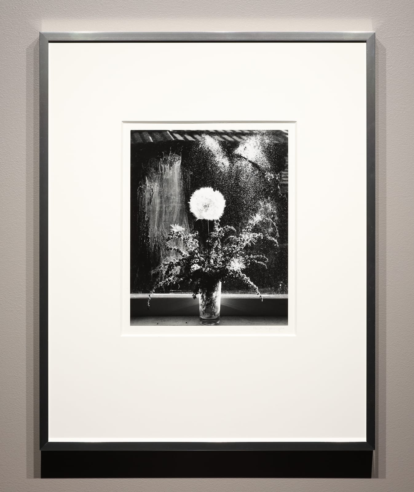 Paul Caponigro, Scottish Thistle & Heather, Rochester, N.Y., 1958