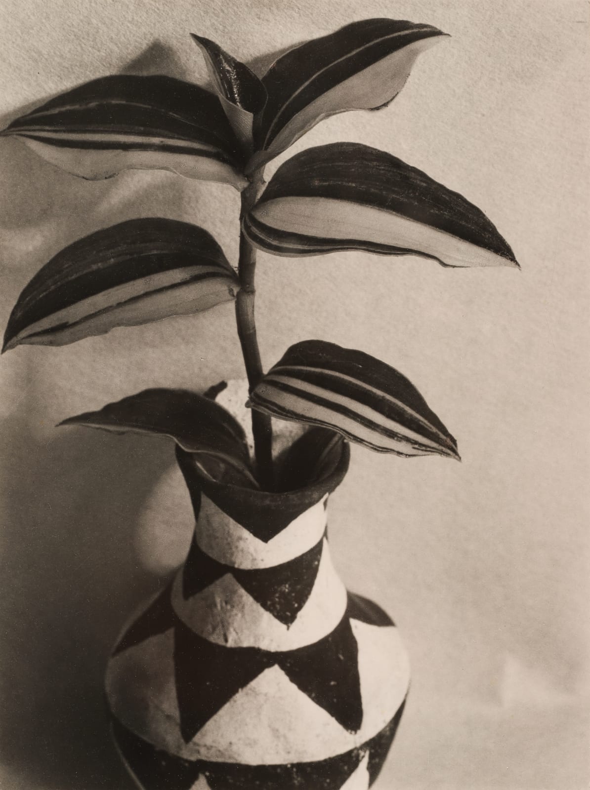 Imogen Cunningham, Wandering Jew, 1920