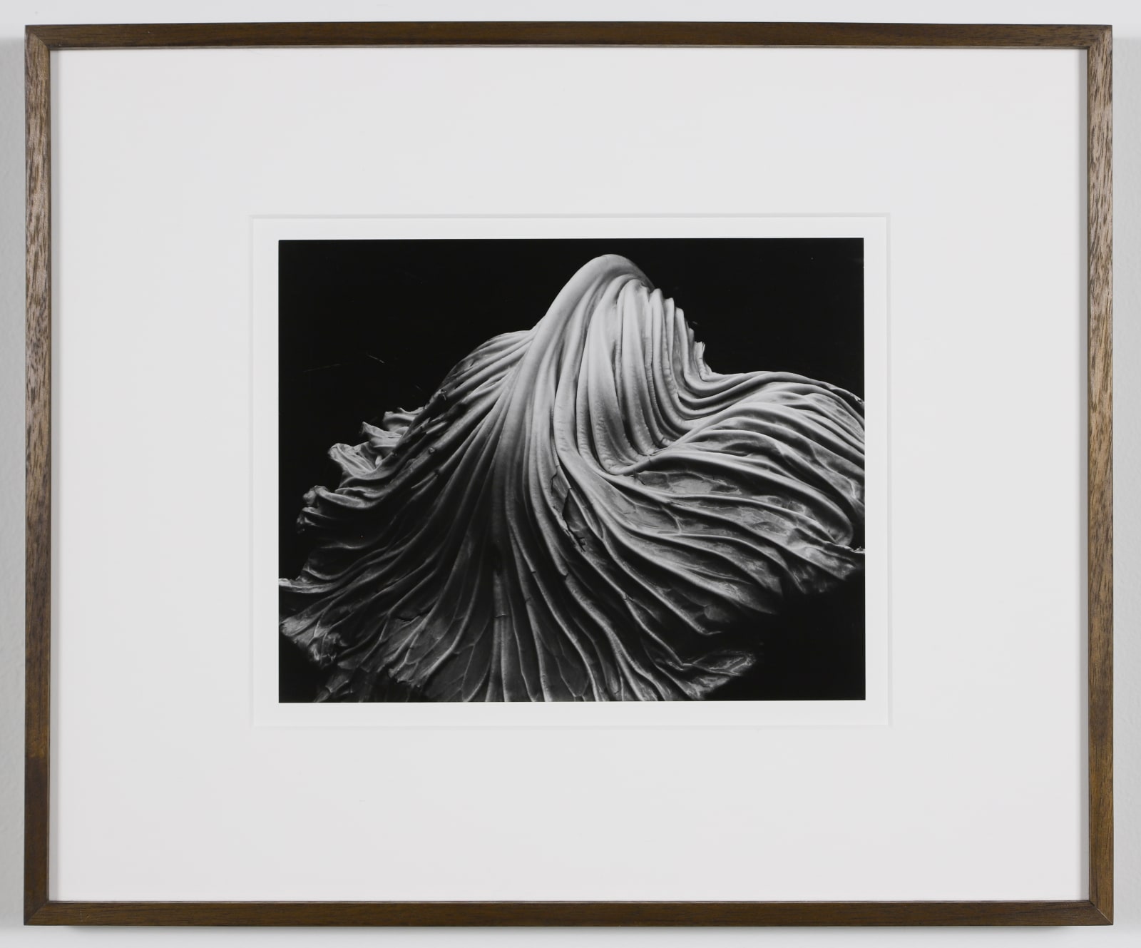 Edward Weston, Cabbage Leaf, 1931