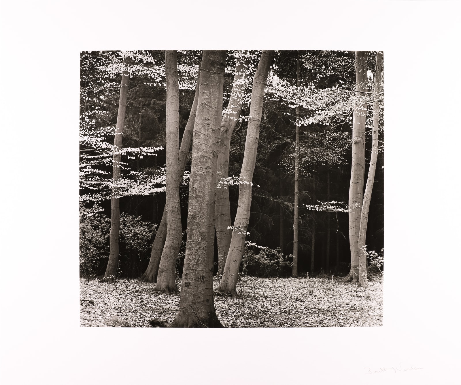 Brett Weston, Beech Forest, Holland, 1972