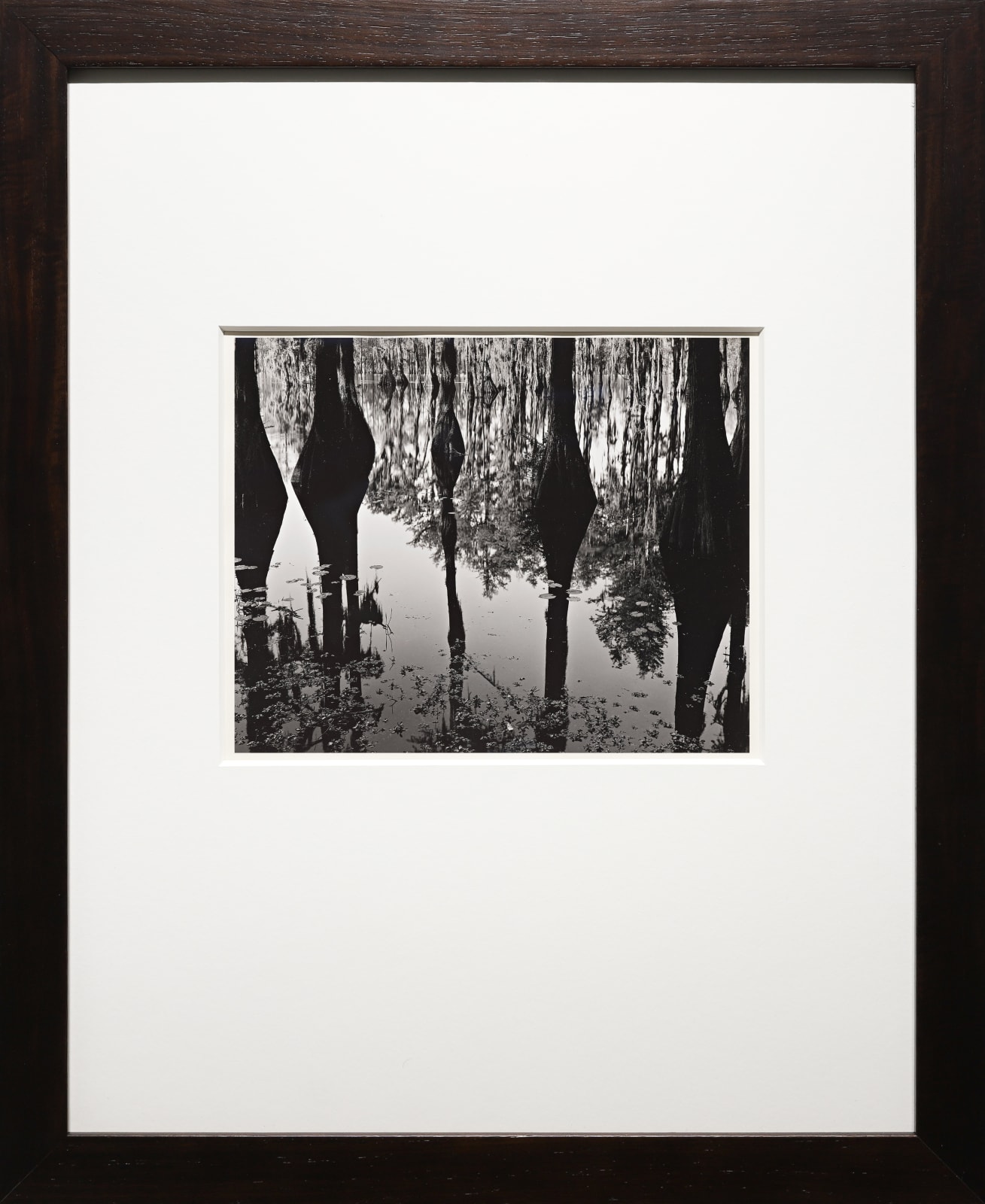 Brett Weston, Cypress Trees and Swamp, North Carolina, 1947