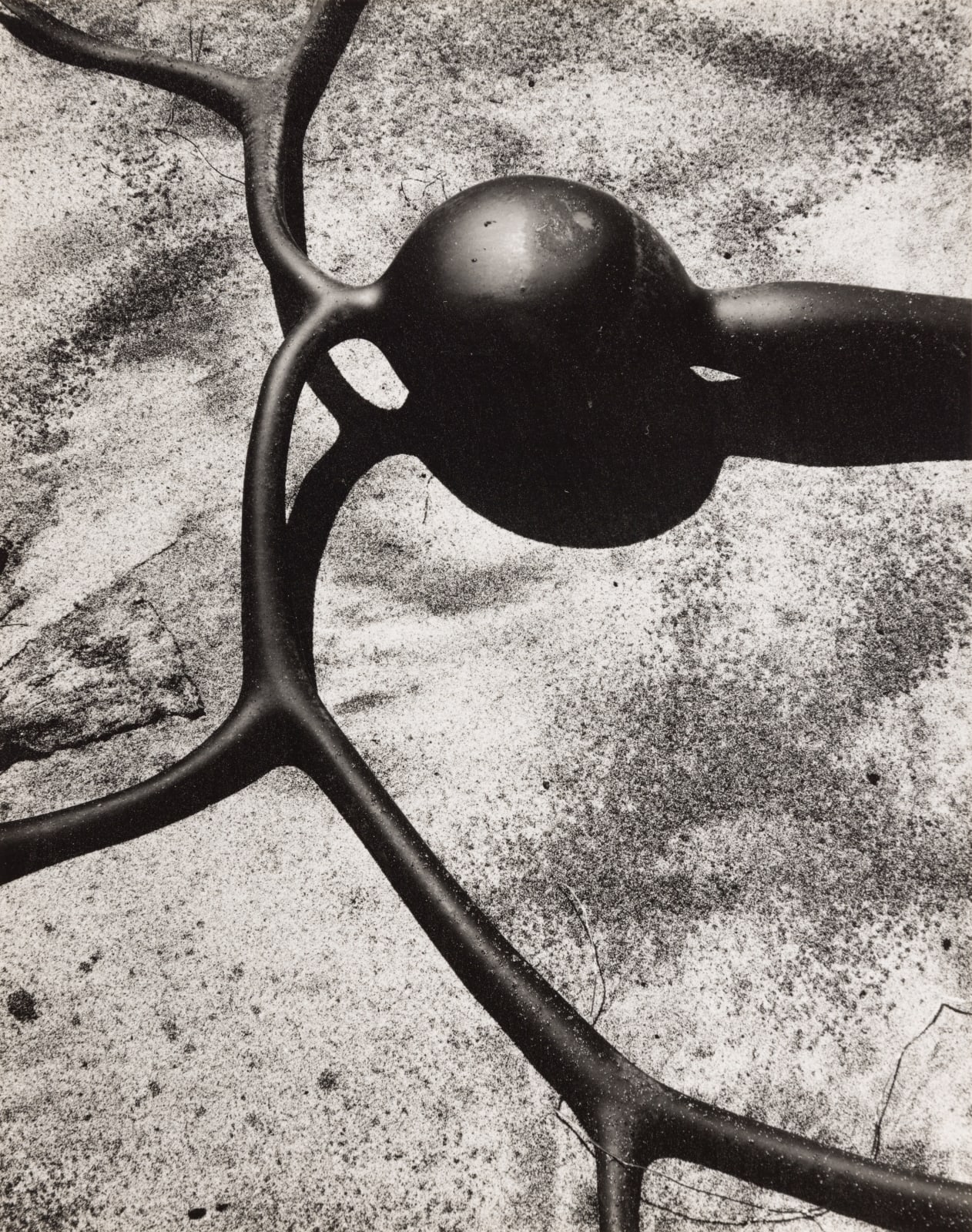 Brett Weston, Kelp, Baja California, 1967