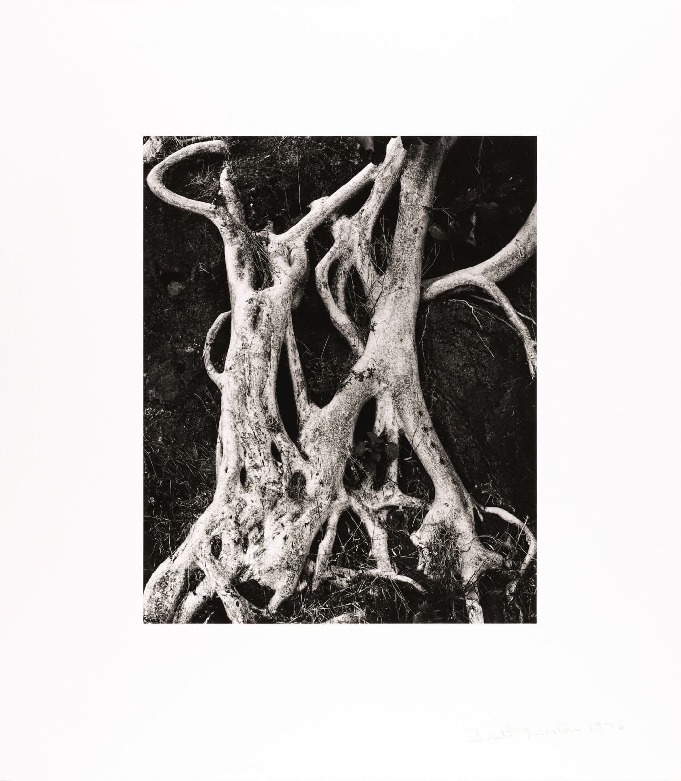 Brett Weston, Tree Roots, Baja, 1976