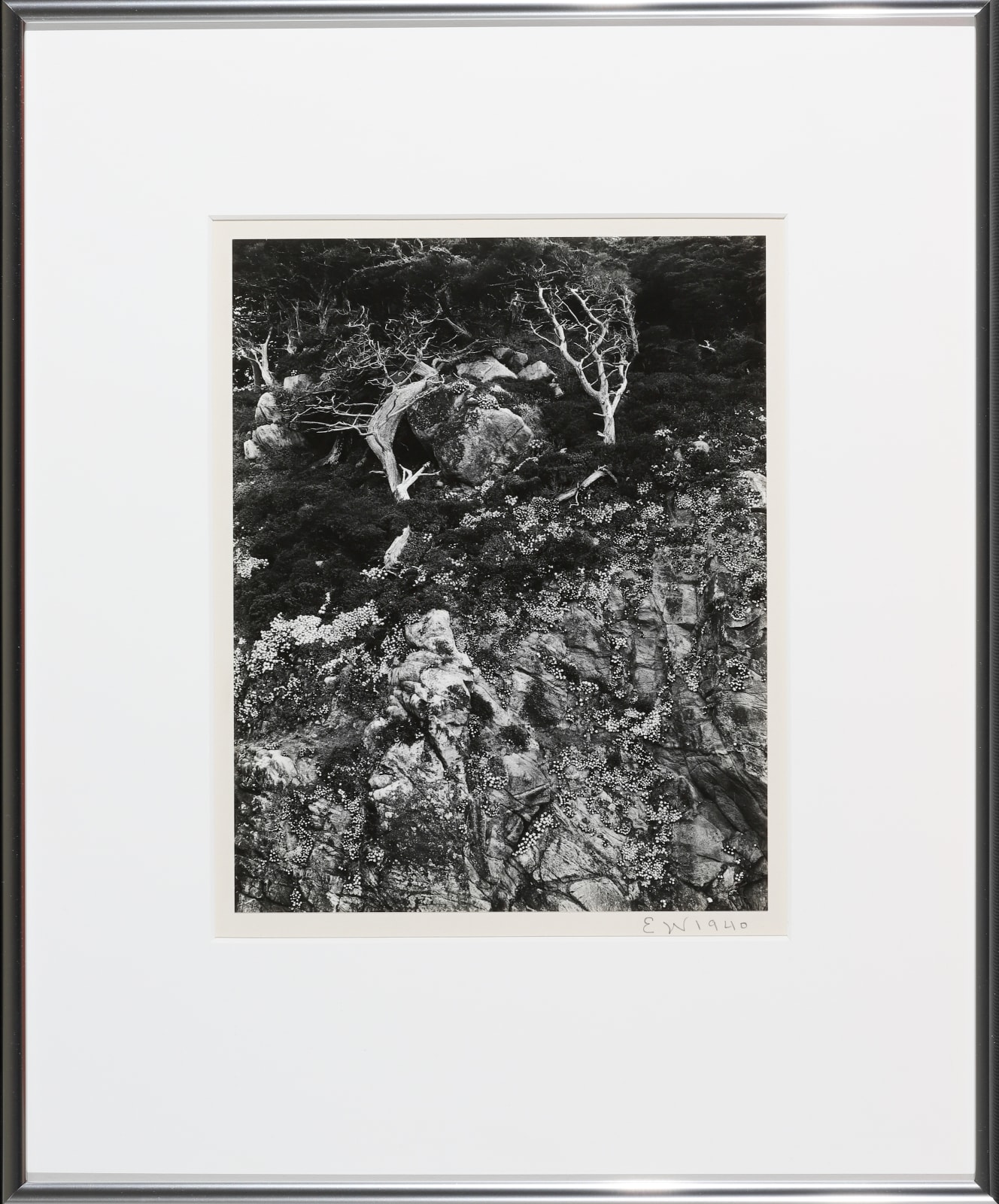 Edward Weston, Point Lobos, 1940