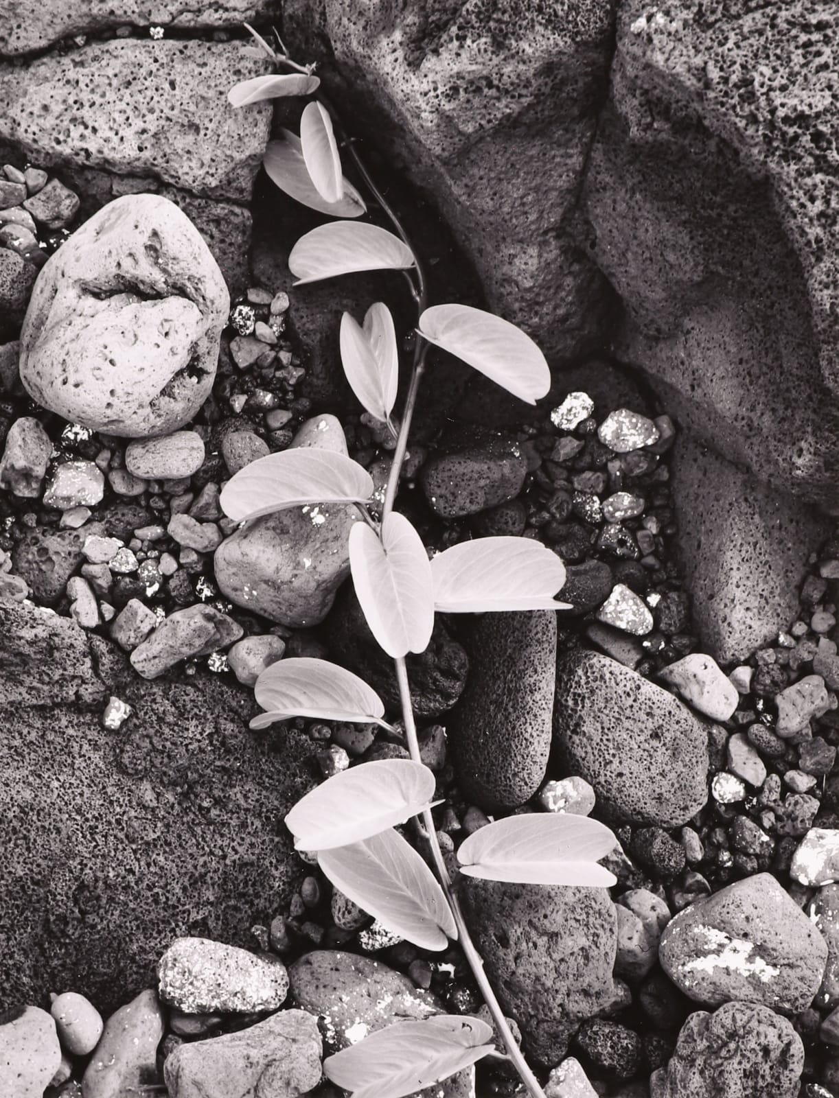 Ansel Adams, Vine and Rock, Island of Hawaii, 1948