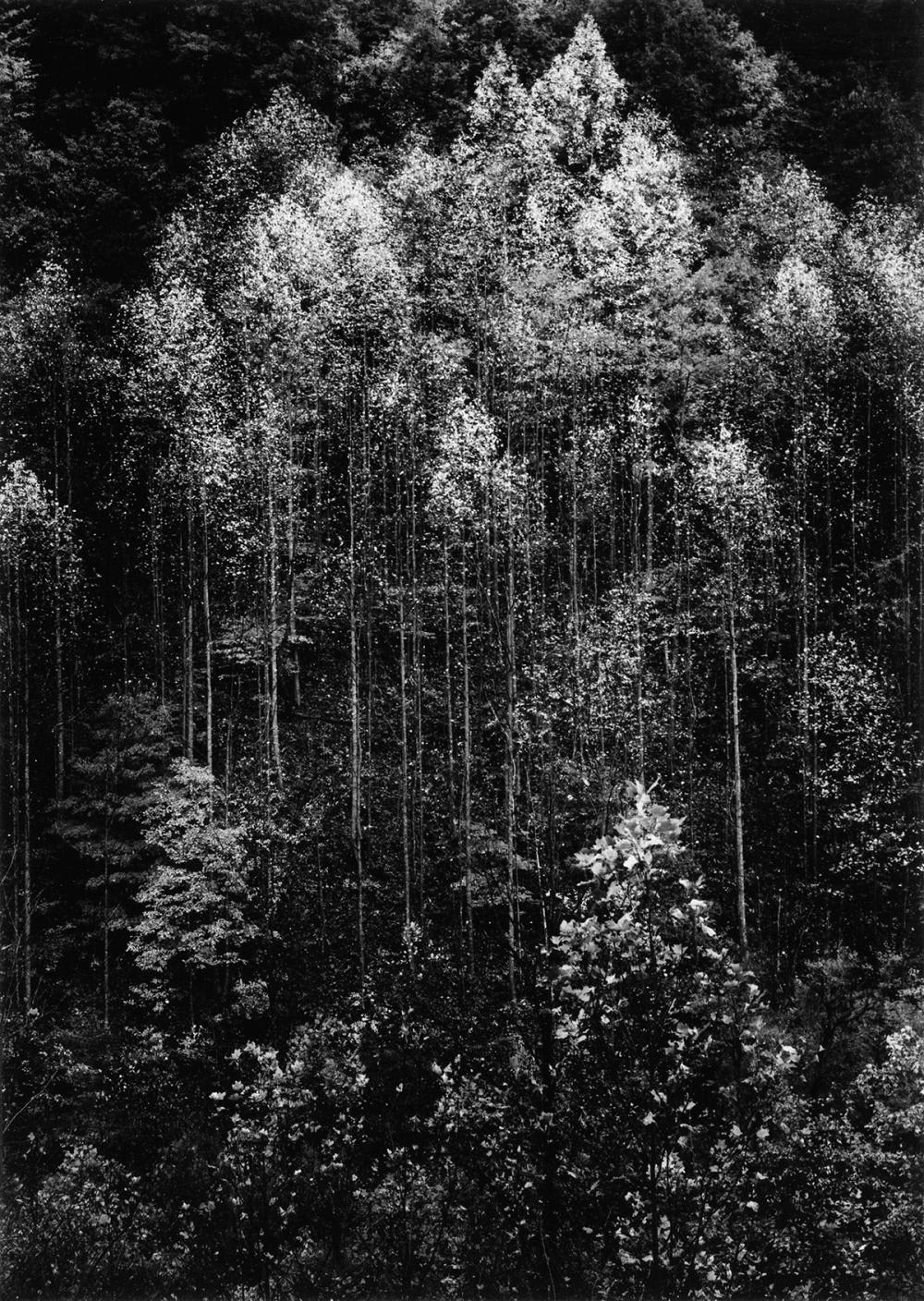 Ansel Adams, Dawn, Autumn, Great Smoky Mountains National Park, Tennessee, 1948