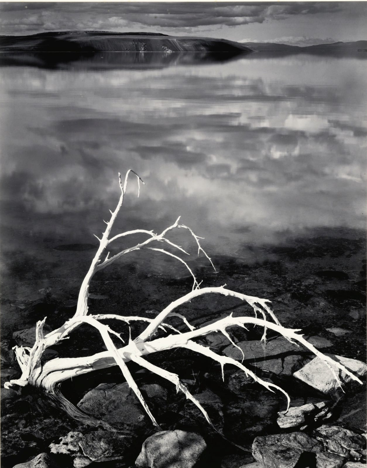 Ansel Adams, White Branches, Mono Lake, CA