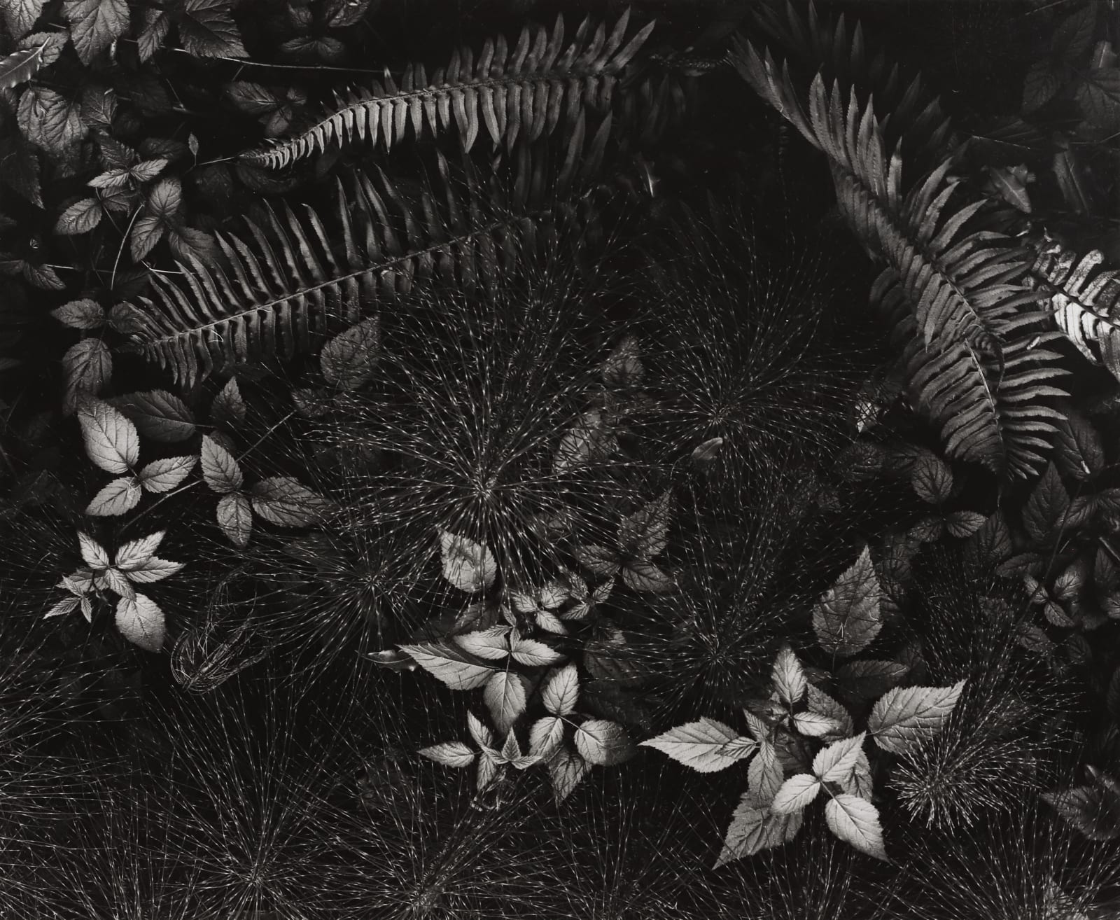 Ansel Adams, Leaves, Mills College, 1931