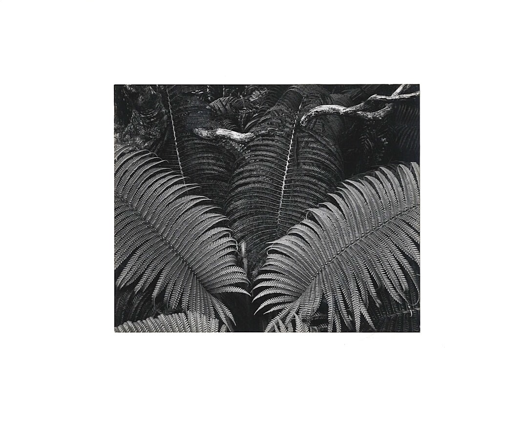Ansel Adams, Ferns, Volcanos National Park, Hawaii, 1946