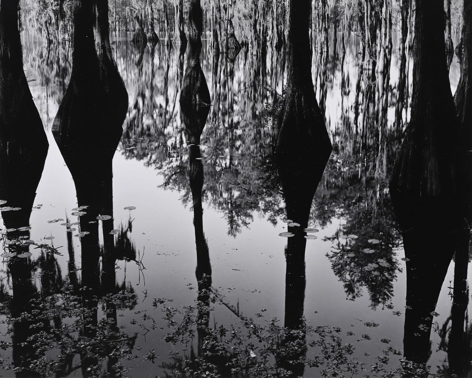 Brett Weston, Cypress Trees and Swamp, North Carolina, 1947