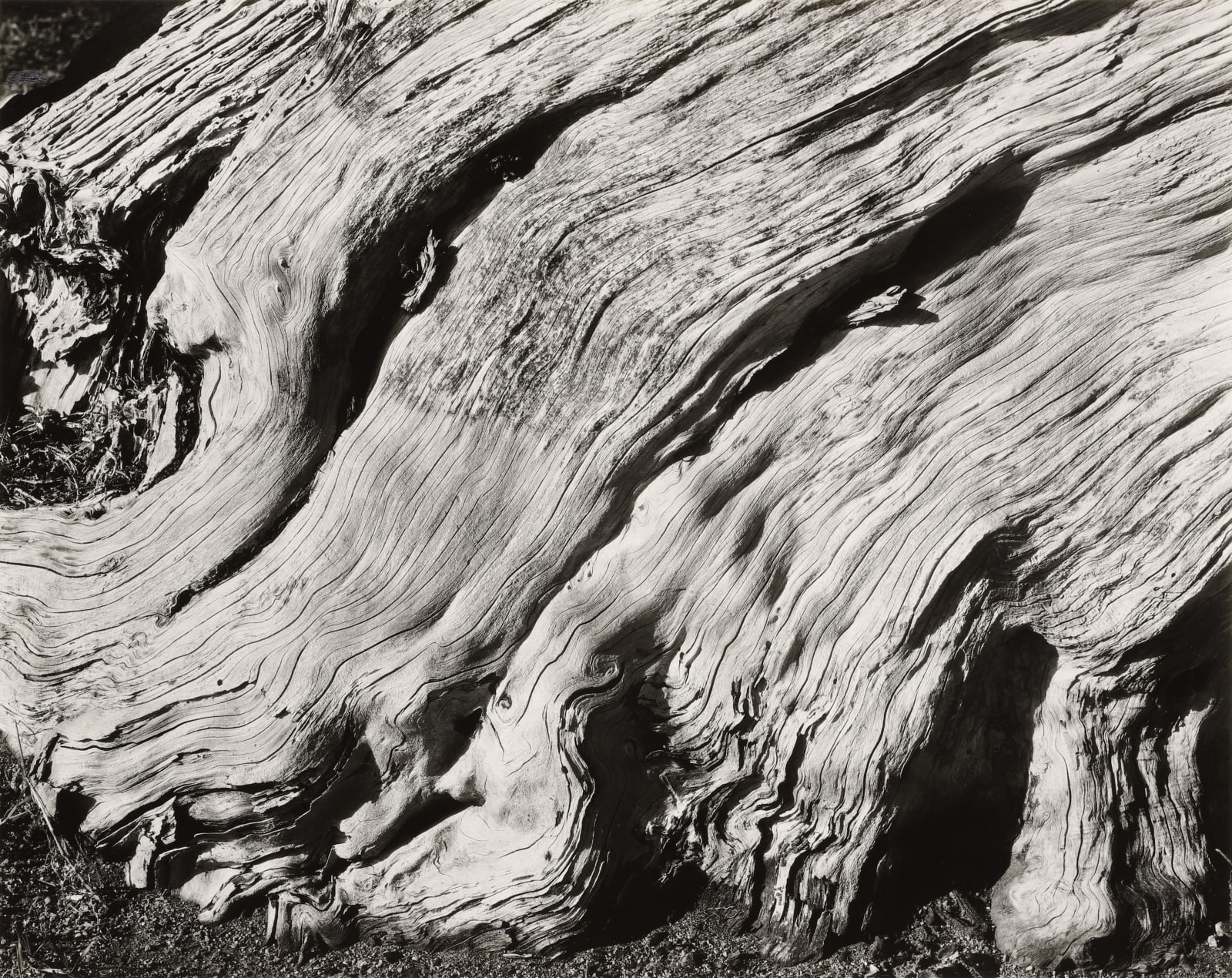 Edward Weston, Cypress Root, Point Lobos, 1929