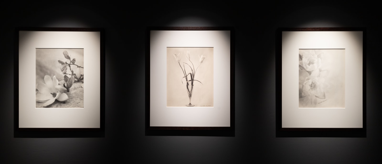 Laure Albin Guillot, Étude De Fleurs, c. 1930