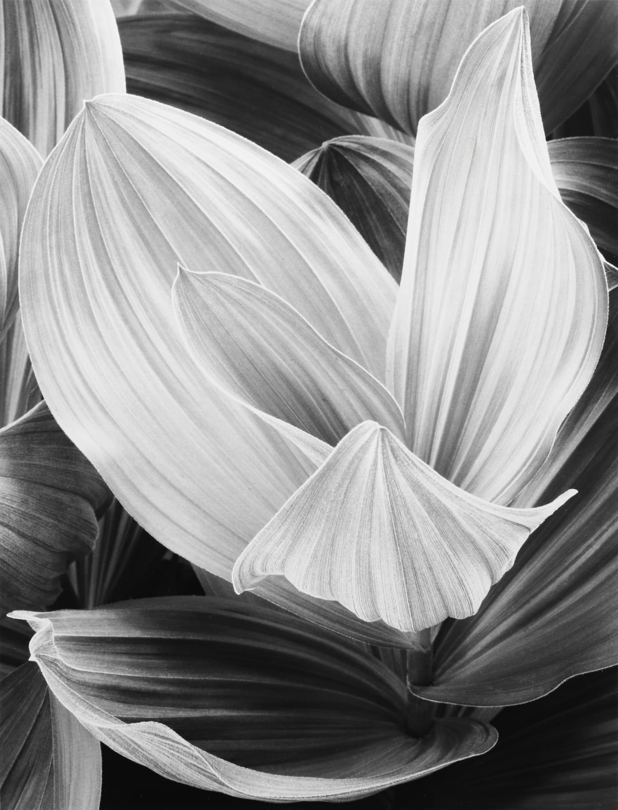 John Sexton, Corn Lily, Eastern Sierra, CA, 1977