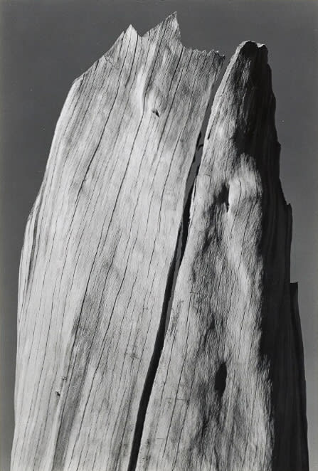 Ansel Adams, Stump, Sierra Nevada, 1936