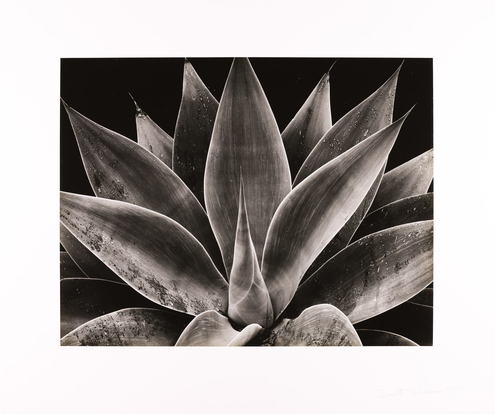 Brett Weston, Century Plant, 1977