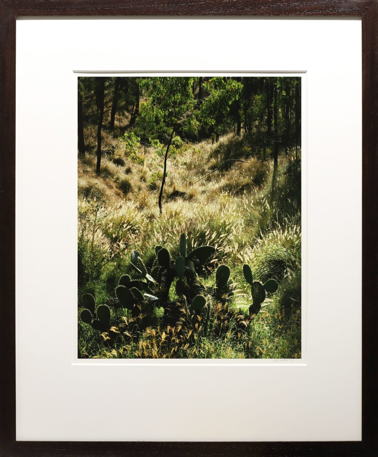 Cole Weston, Hawaii, 1983