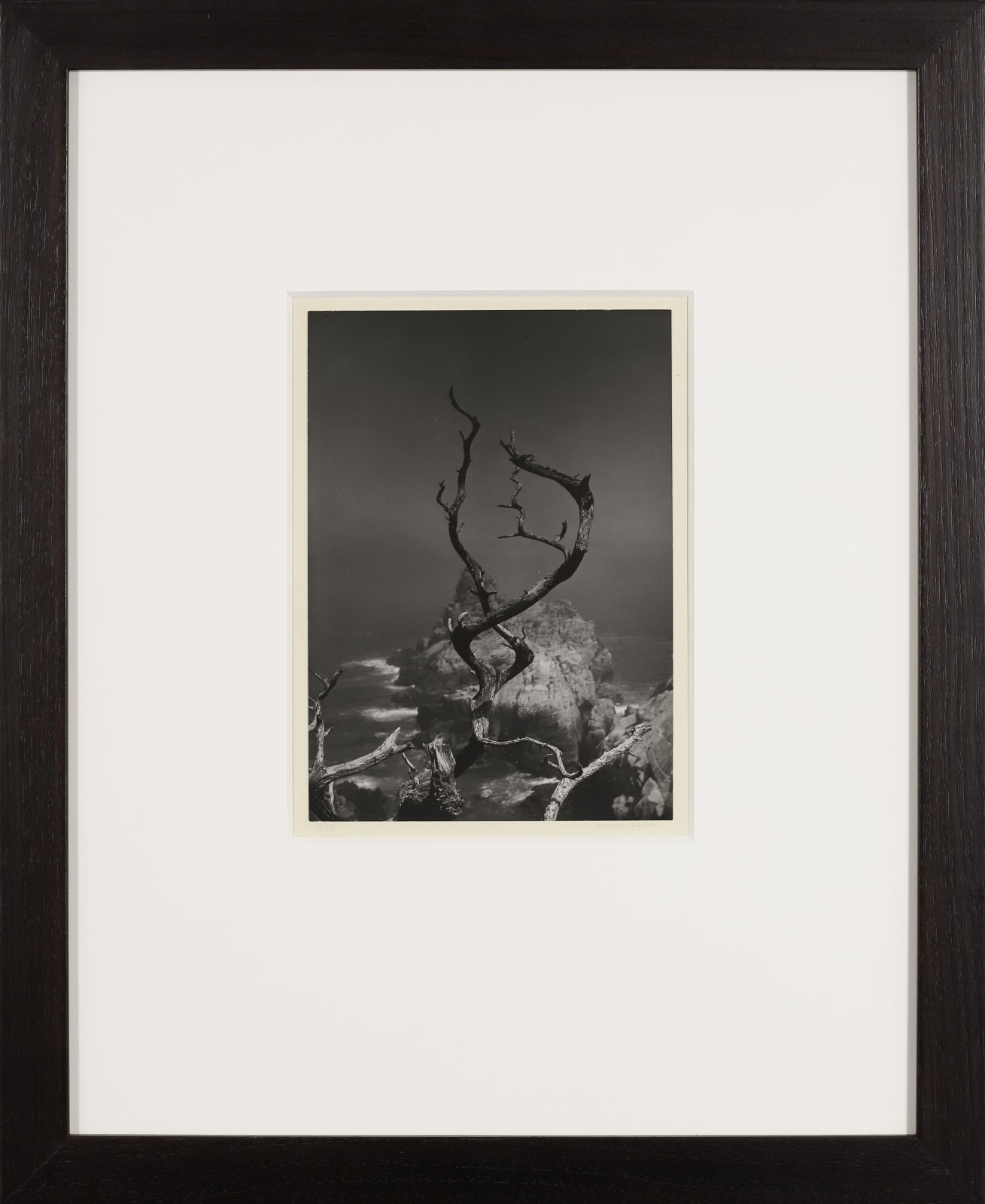 Minor White, Twisted Tree, Point Lobos, CA, 1950