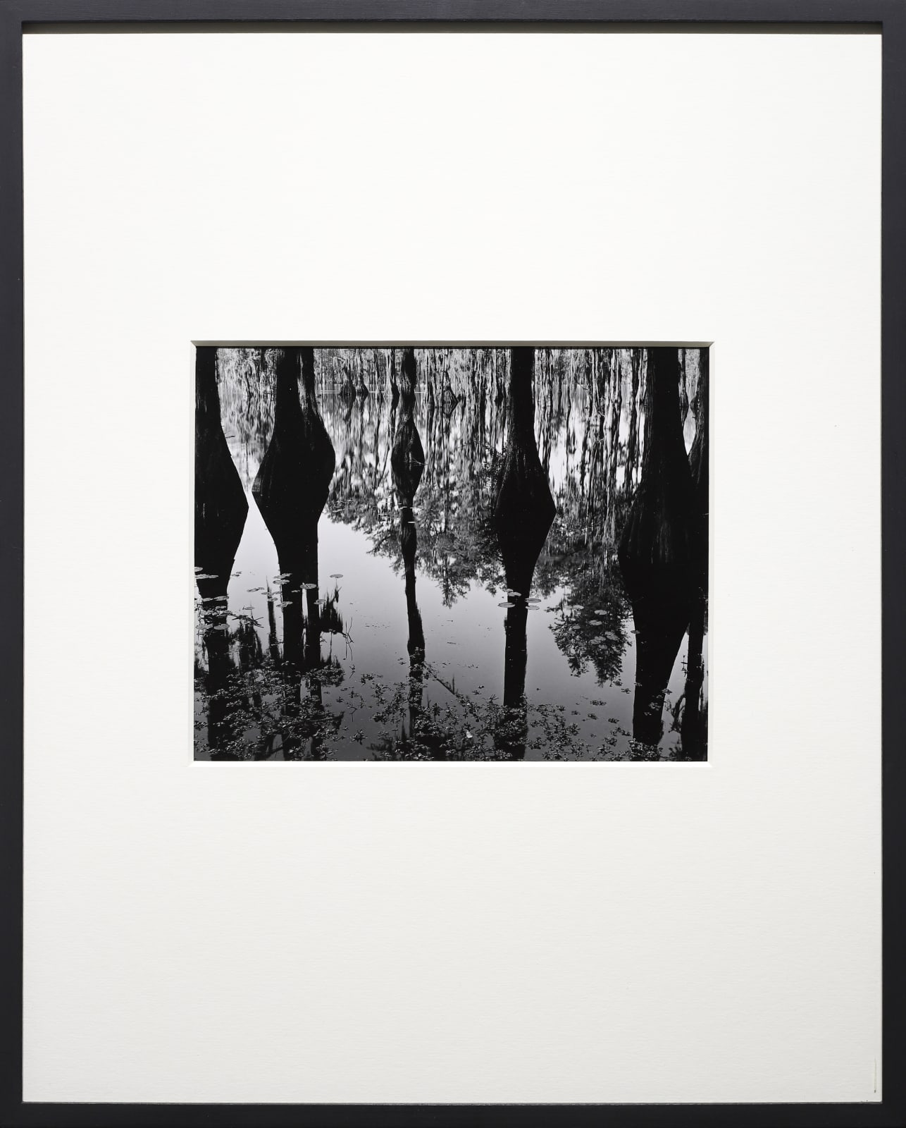 Brett Weston, Cypress Trees and Swamp, North Carolina, 1947