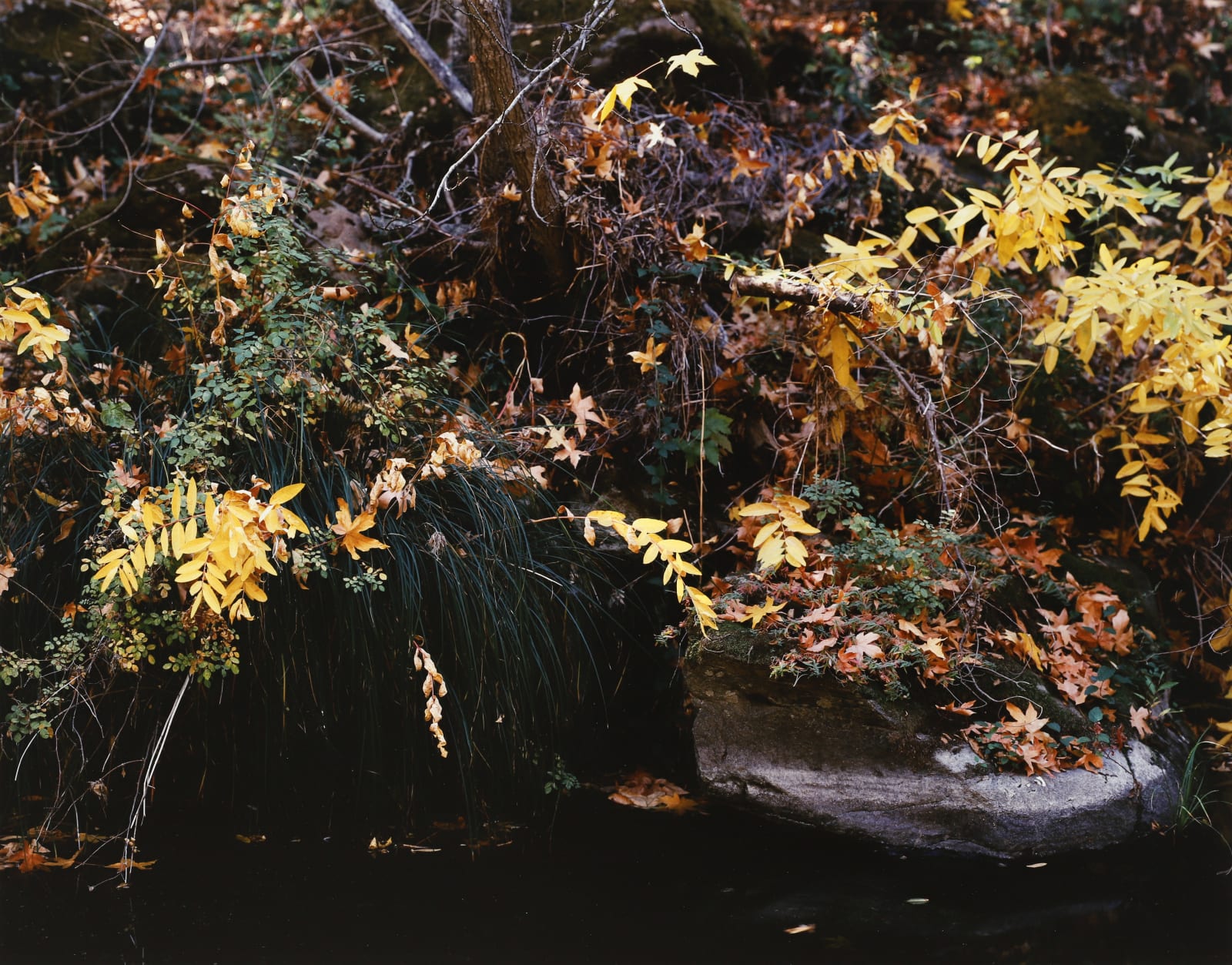 Cole Weston, Nacimiento River, 1986
