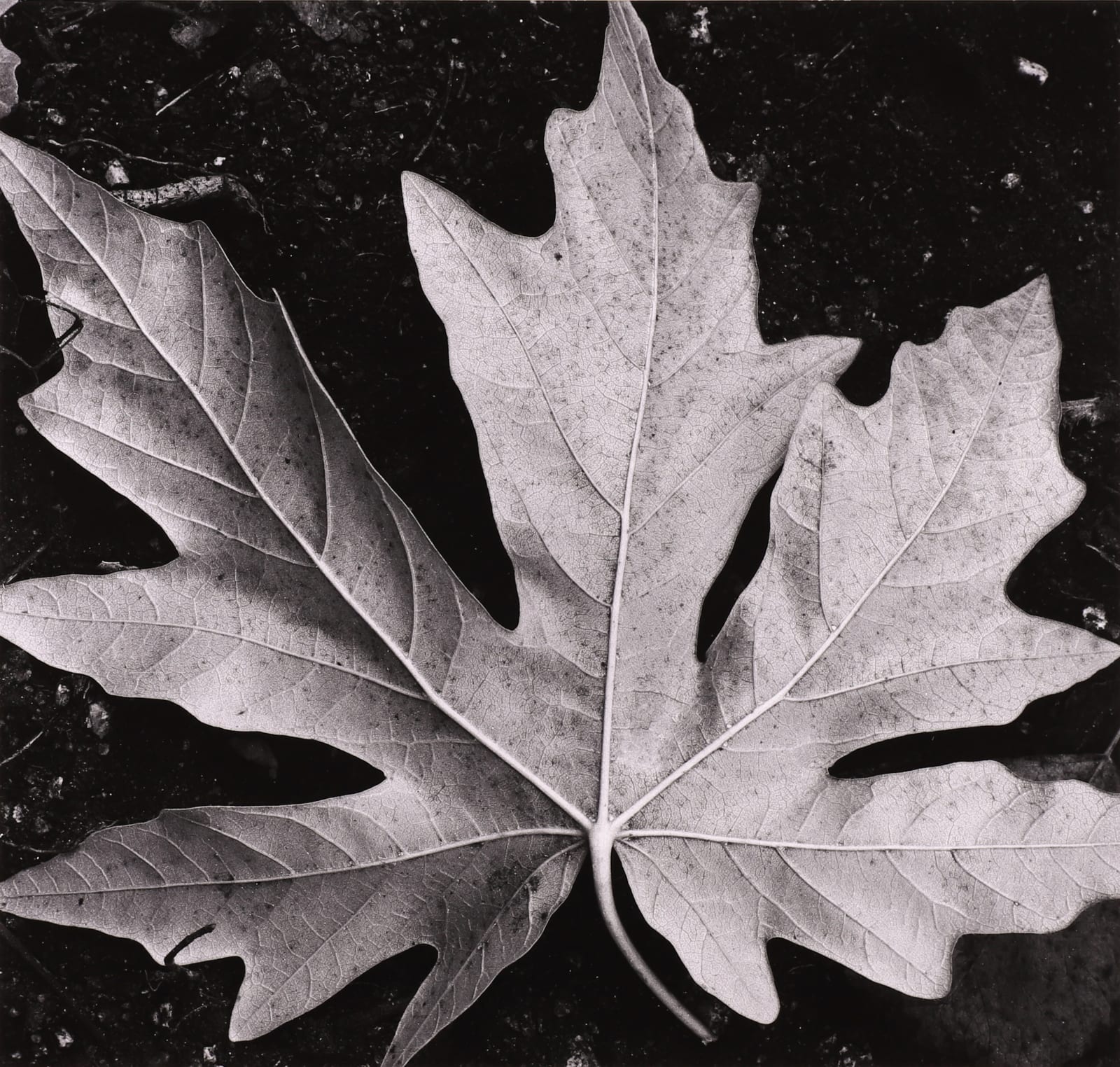 Brett Weston, Garland Memorial Portfolio, 1976