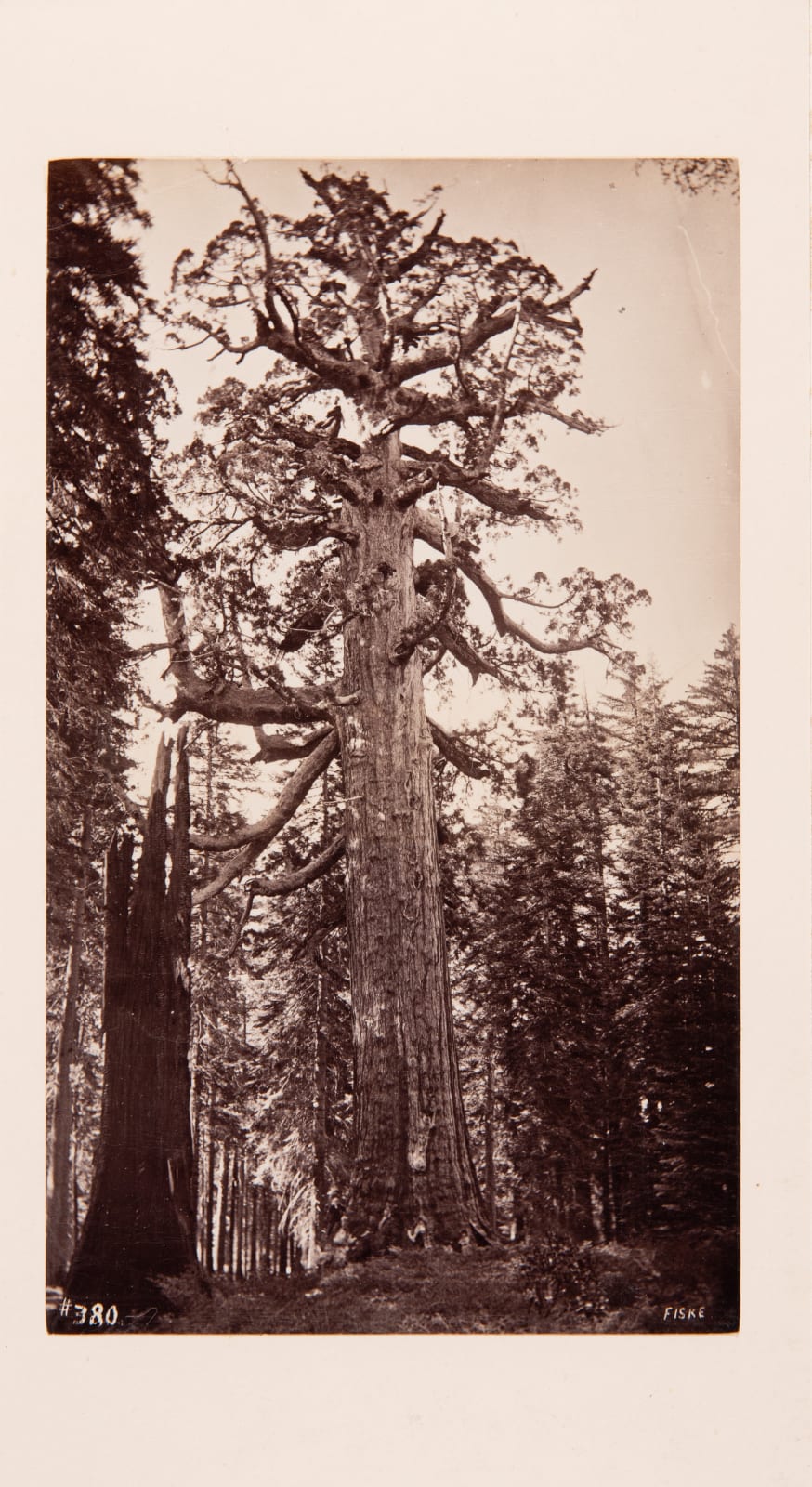 George Fiske, Grizzly Giant, Mariposa Grove, Yosemite, c. 1880