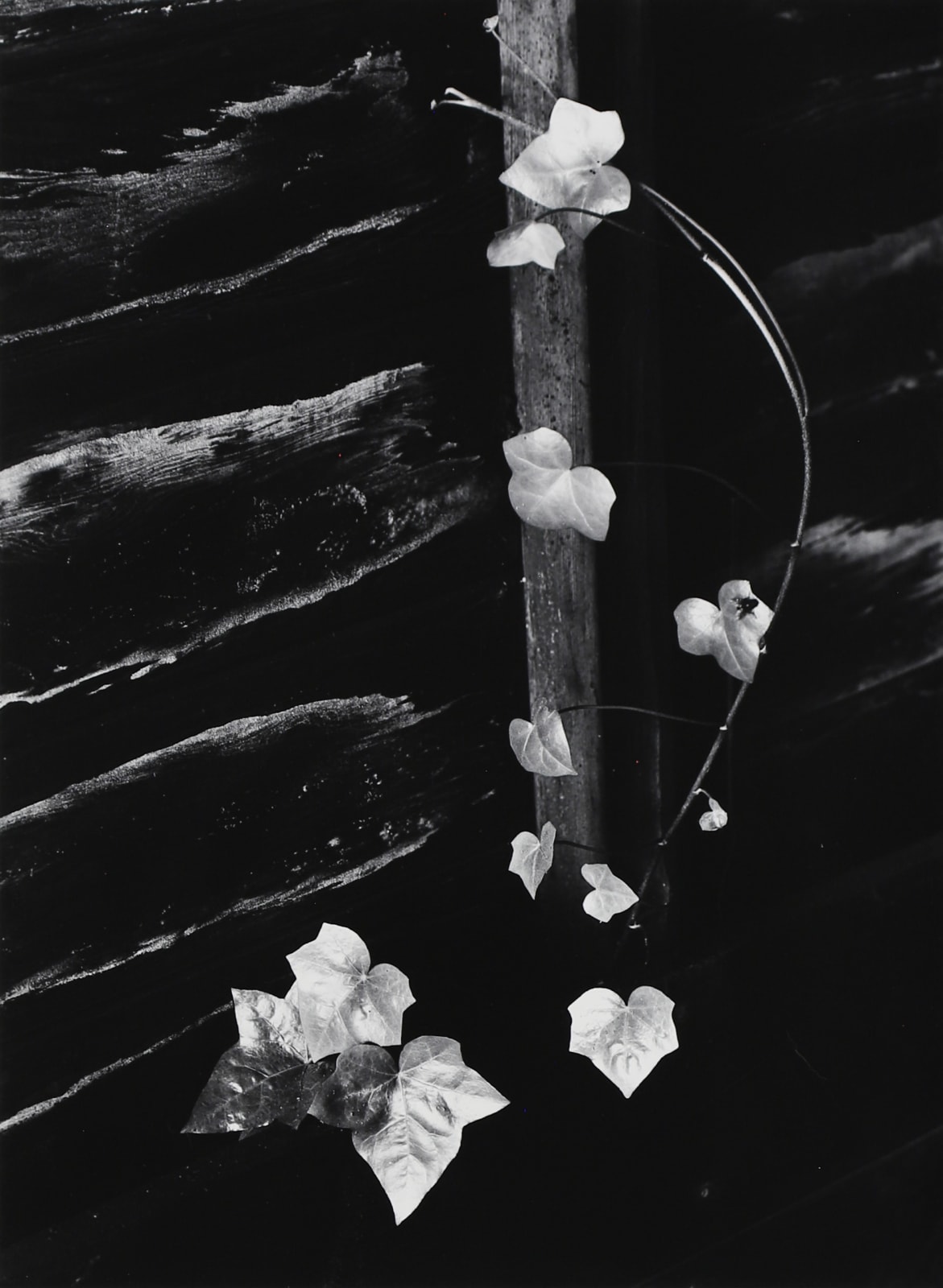 Minor White, Ivy, Portland, 1964