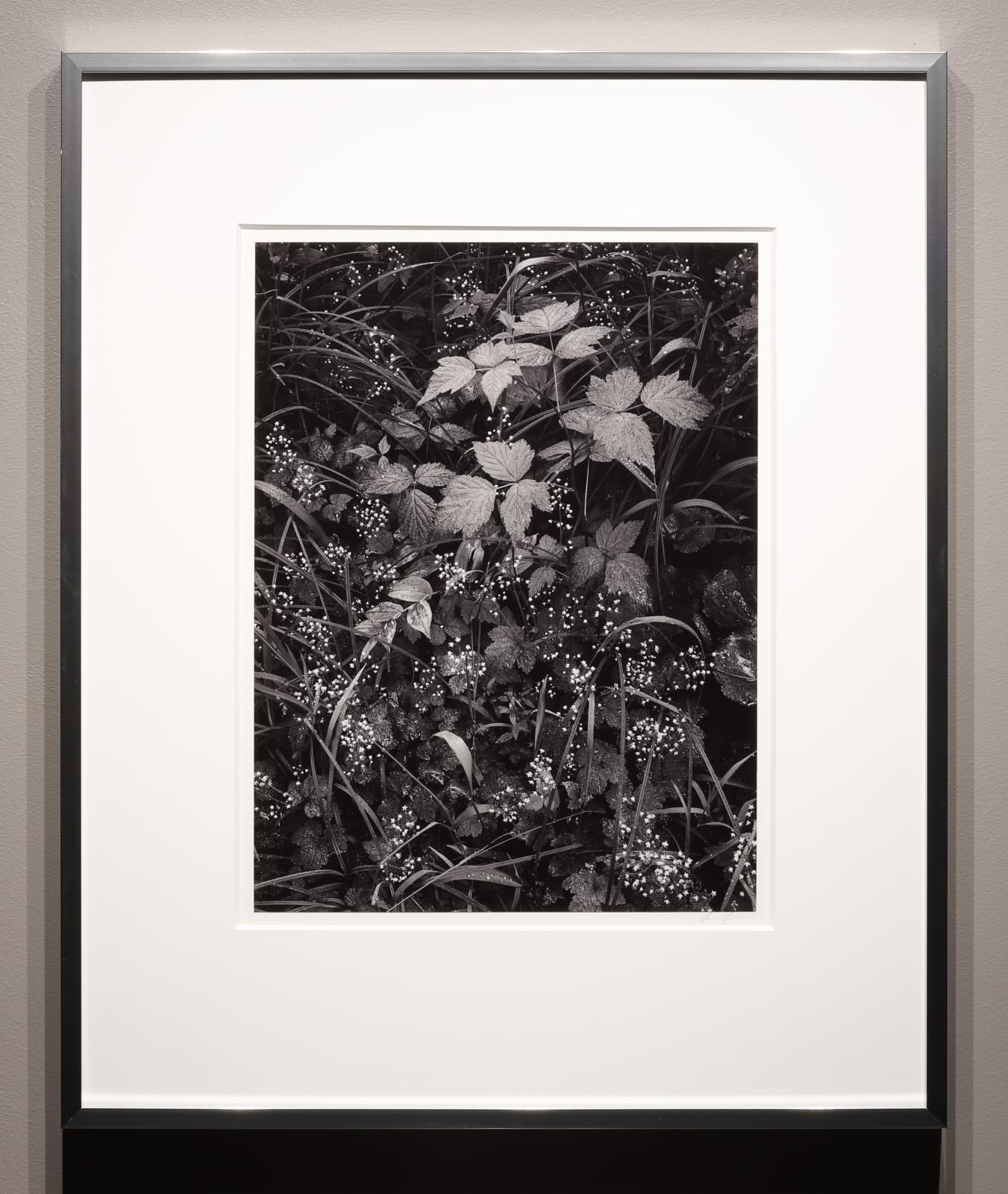 Ansel Adams, Trailside, Juneau, Alaska, 1947