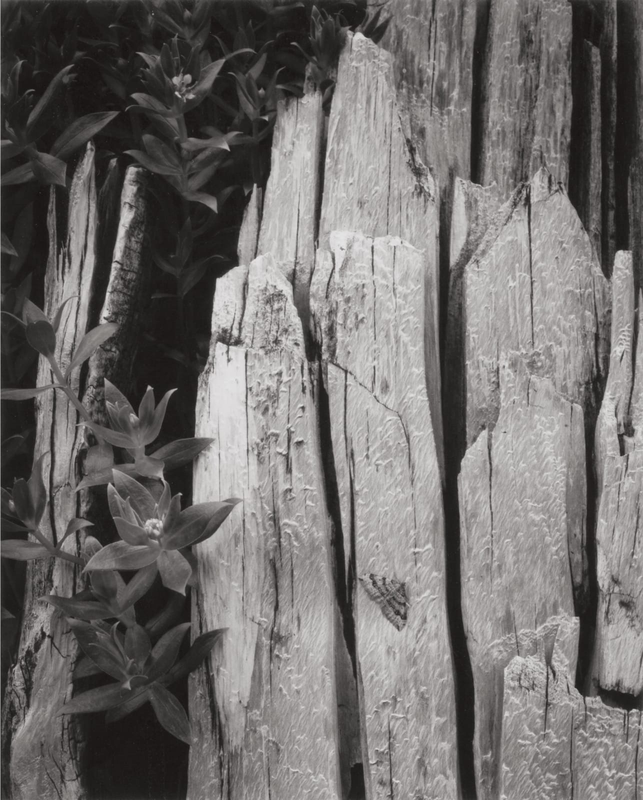 Ansel Adams, Moth and Stump, Interglacial Forest, 1949