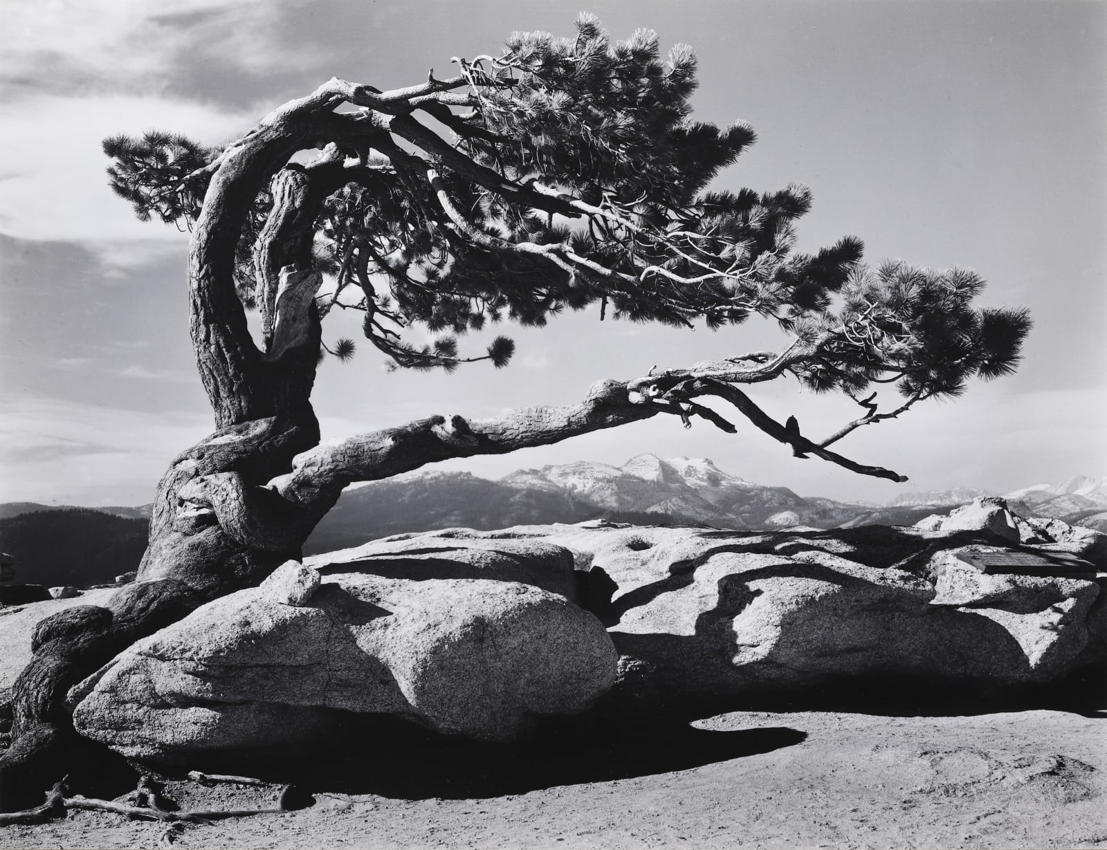 Ansel Adams, Jeffrey Pine, Sentinel Dome, Yosemite, 1940