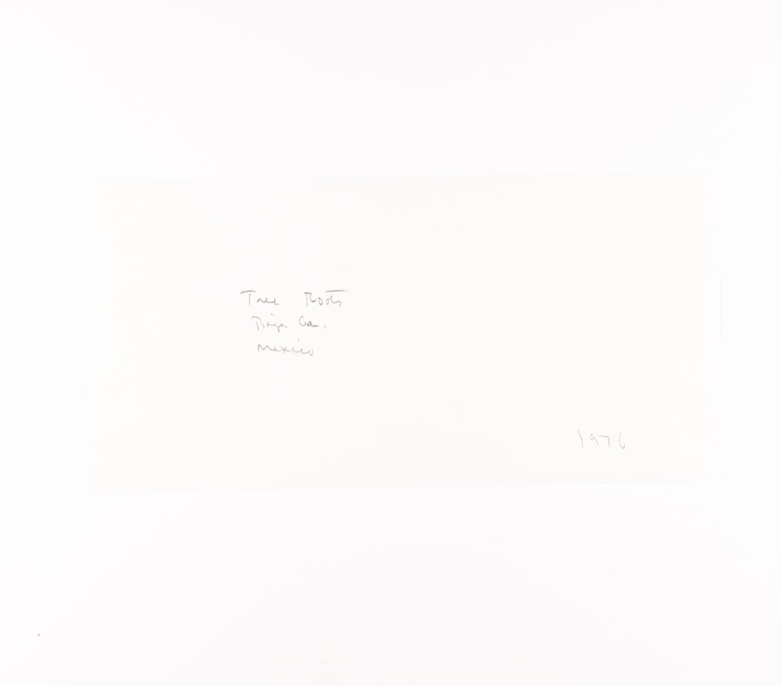 Brett Weston, Tree Roots, Baja, 1976