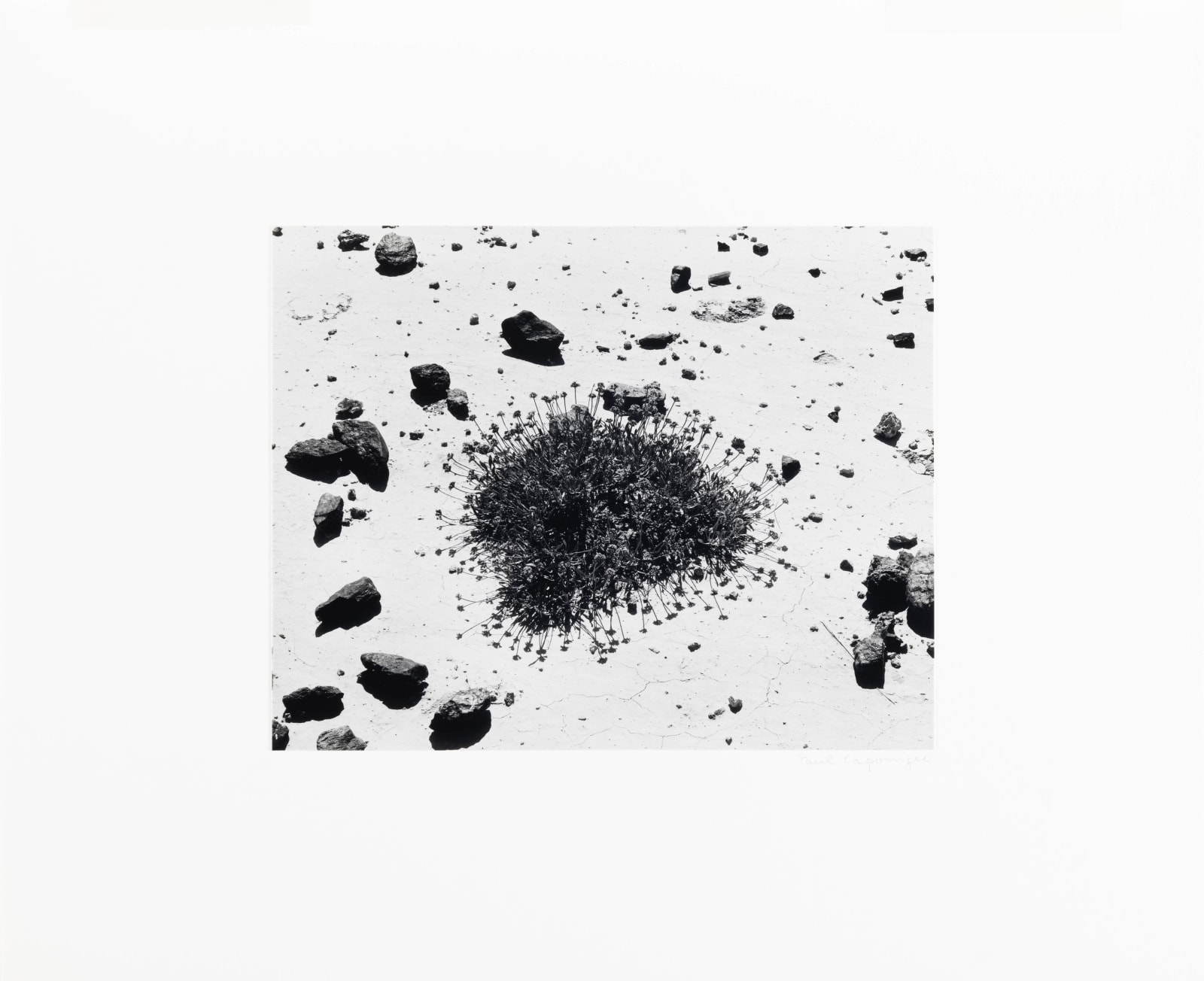 Paul Caponigro, Desert Plant, Badlands, South Dakota, 1959