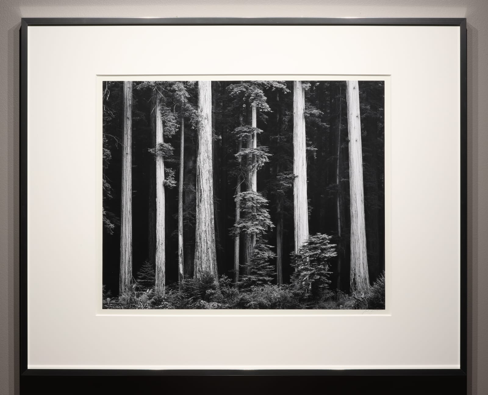 Ansel Adams, Redwoods, Bull Creek Flat, Northern California, c. 1960