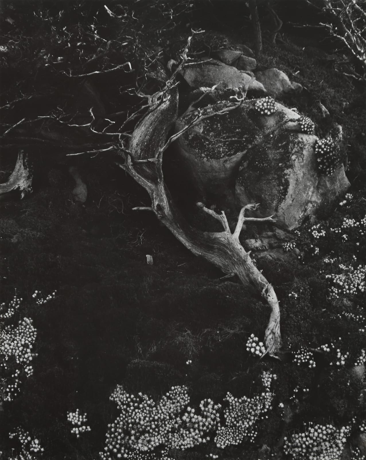 Edward Weston, Cypress, Rock, Stone Crop, 1930