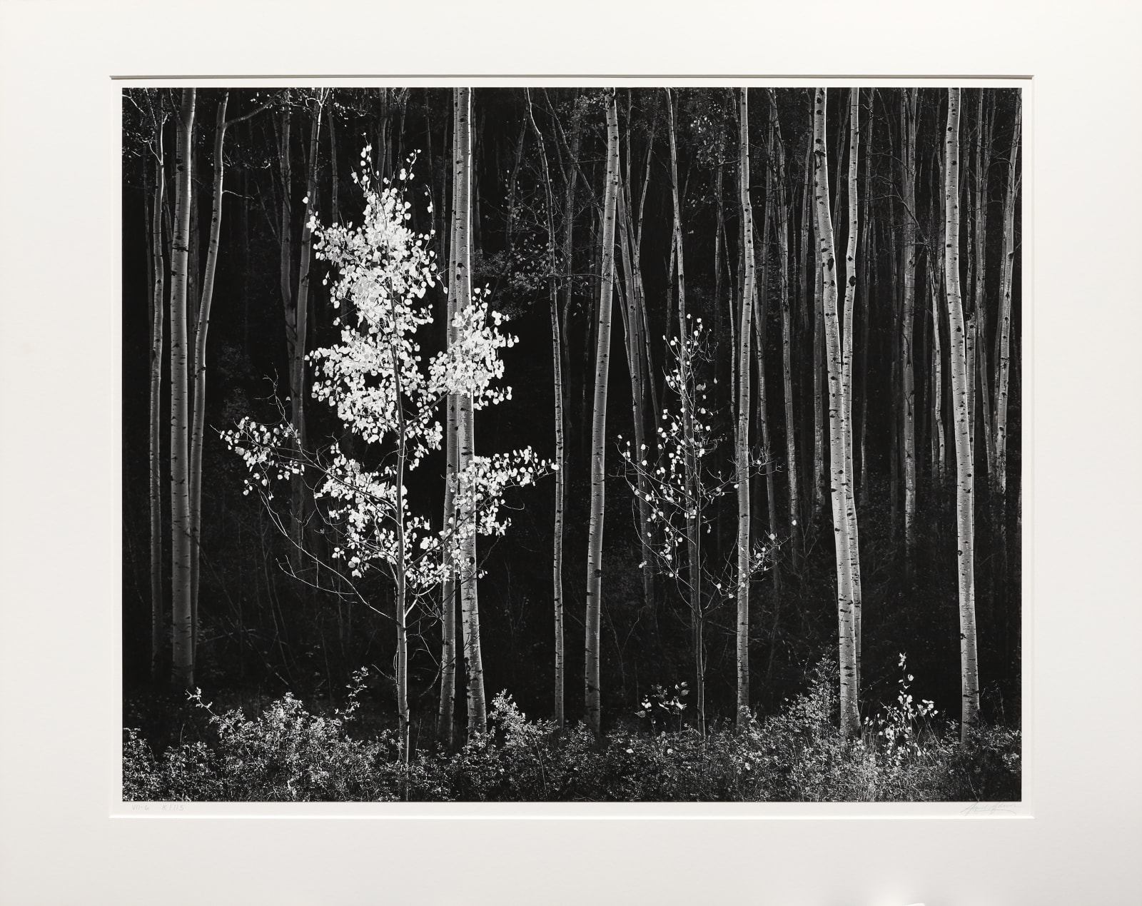 Ansel Adams, Aspens, Northern NM, 1958