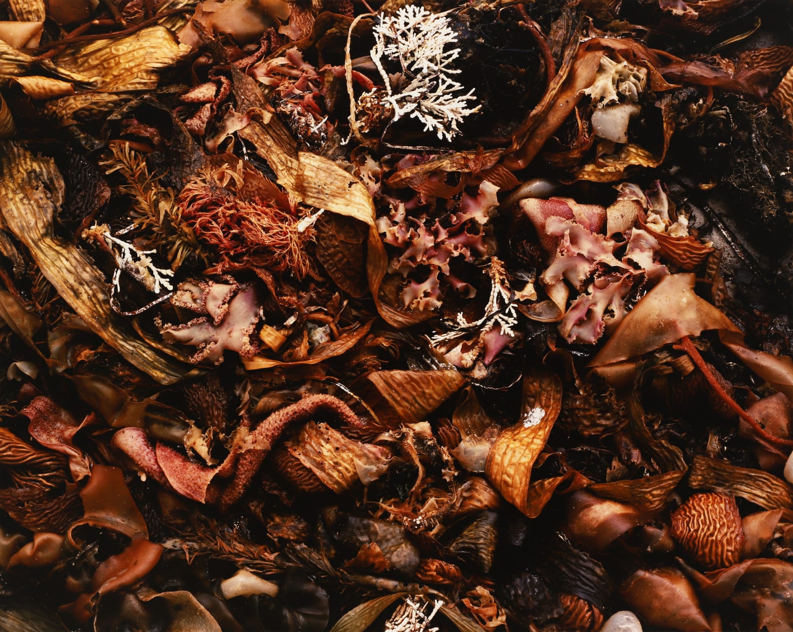 Cole Weston, Kelp, Point Lobos, 1985