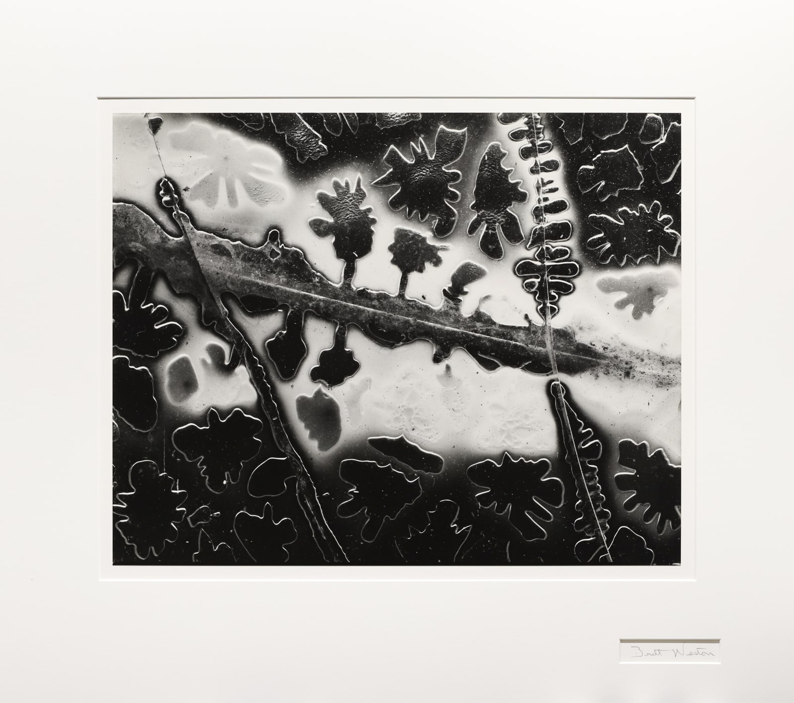 Brett Weston, Broken Glass, 1953