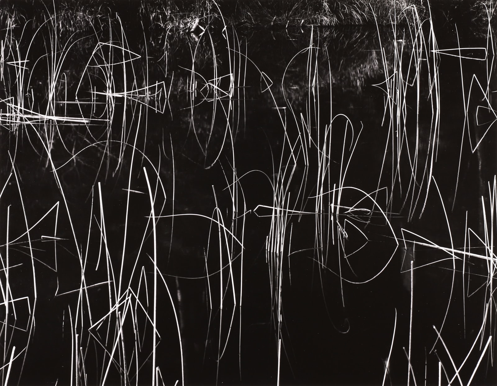 Brett Weston, Reeds, Oregon, 1975