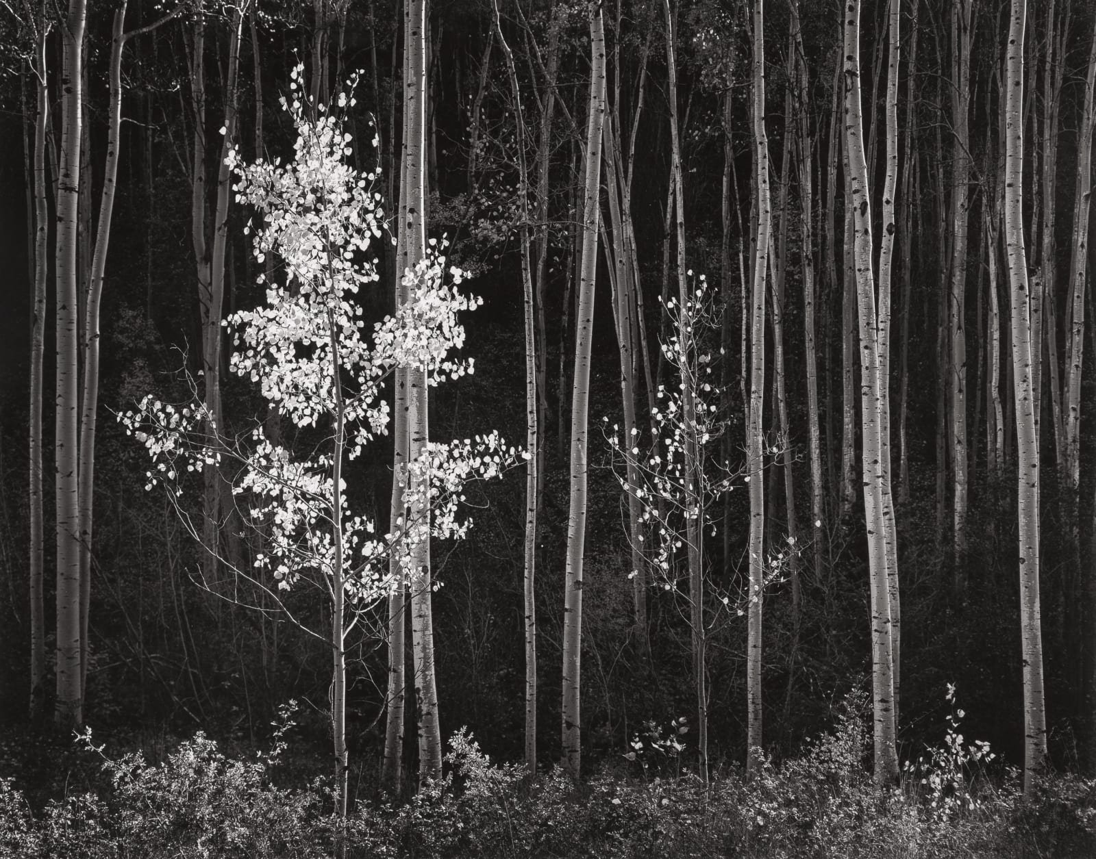 Ansel Adams, Aspens, Northern NM, 1958