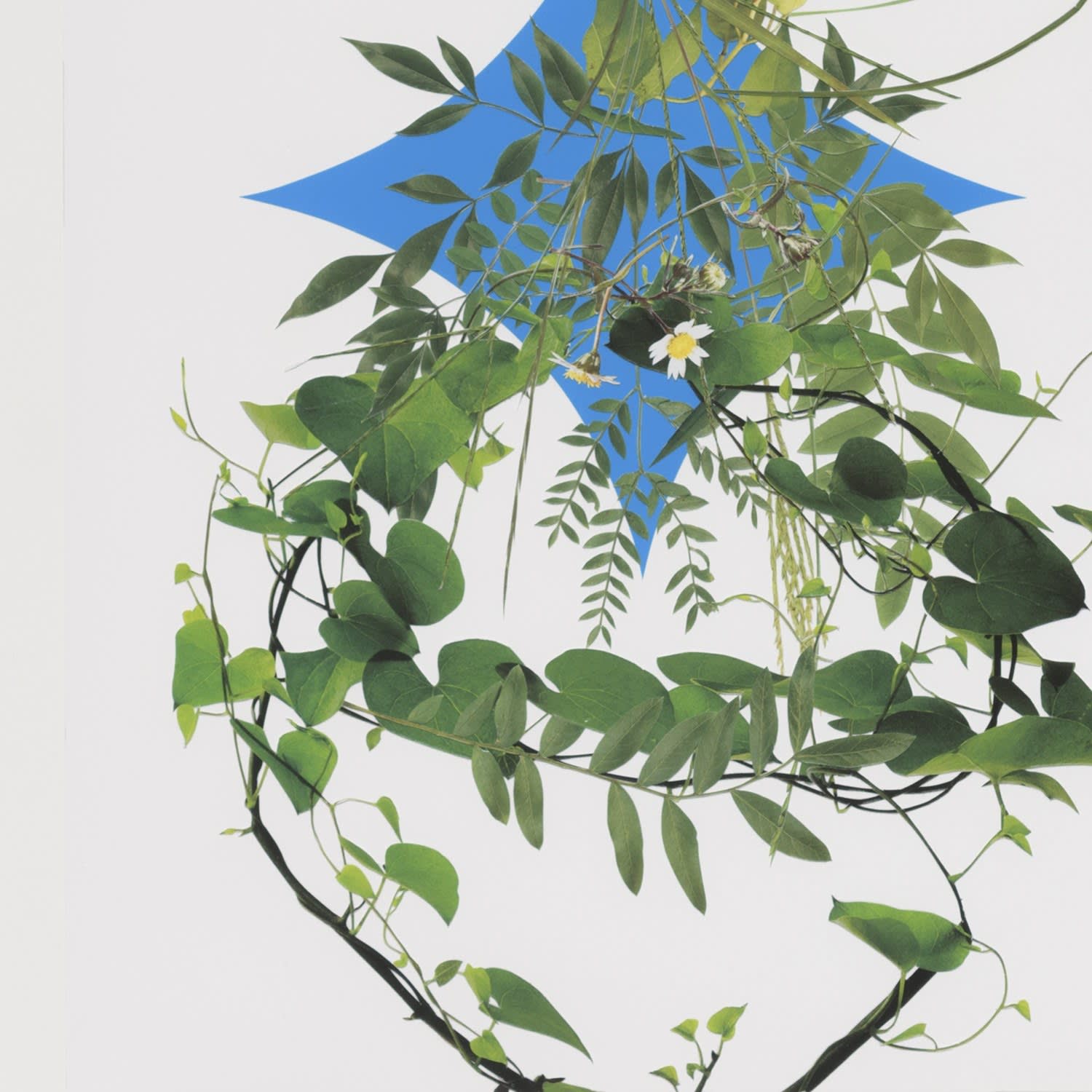 Stephen Eichhorn, Two Flowers (Voidground), 2024