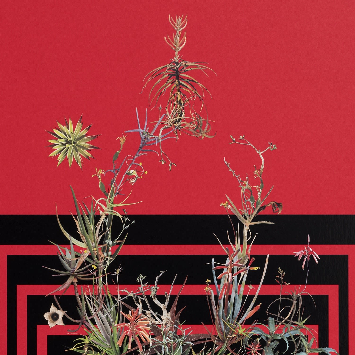 Stephen Eichhorn, The Aloe & Agave, 2024