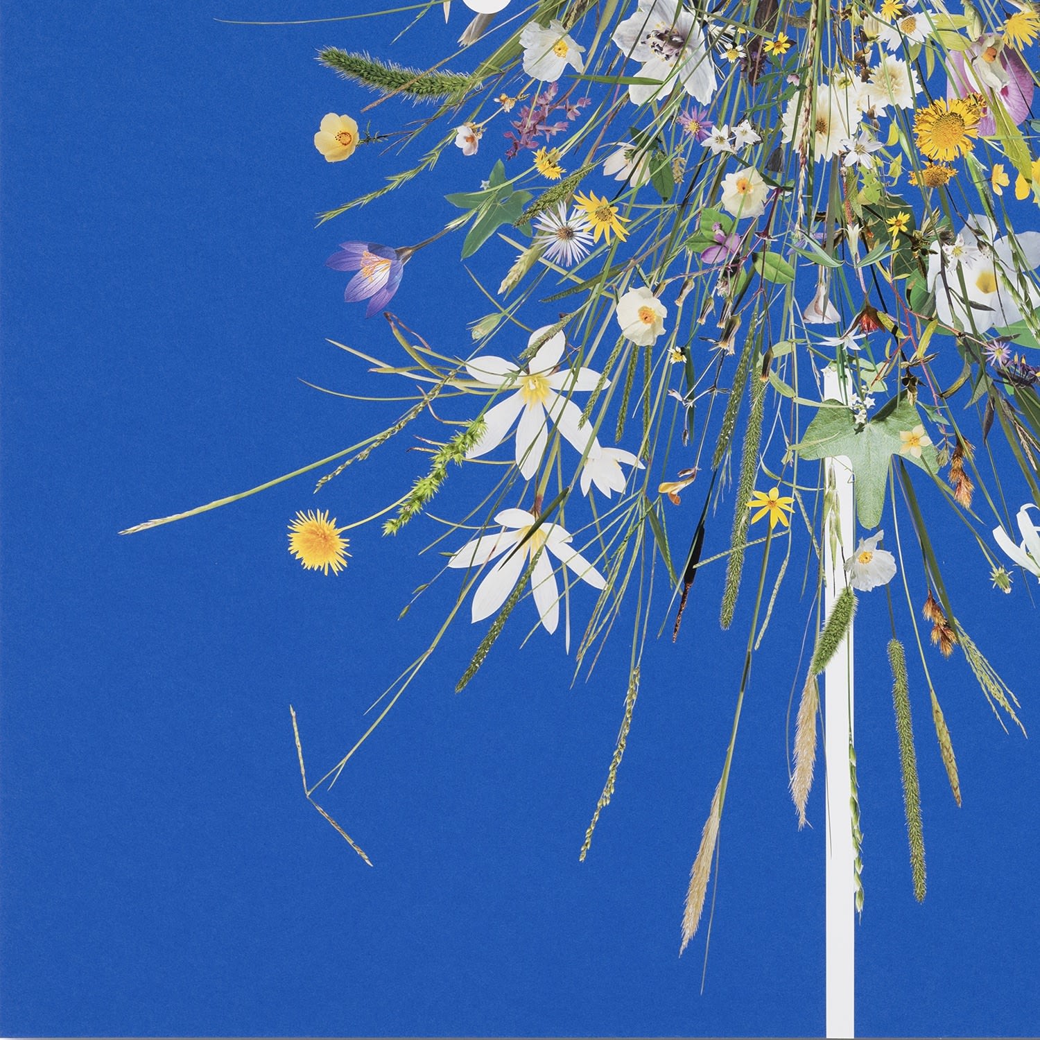 Stephen Eichhorn, The Drape (Gone in a Day), 2024