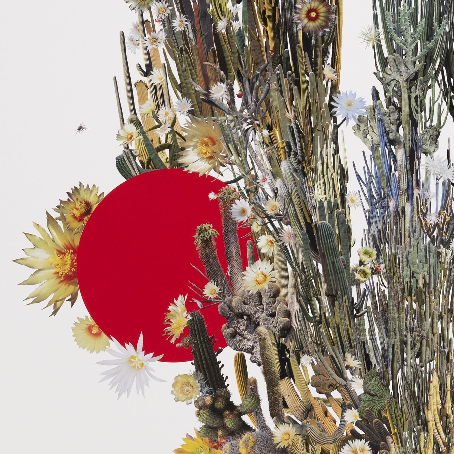 Stephen Eichhorn, Sunsetter, 2024