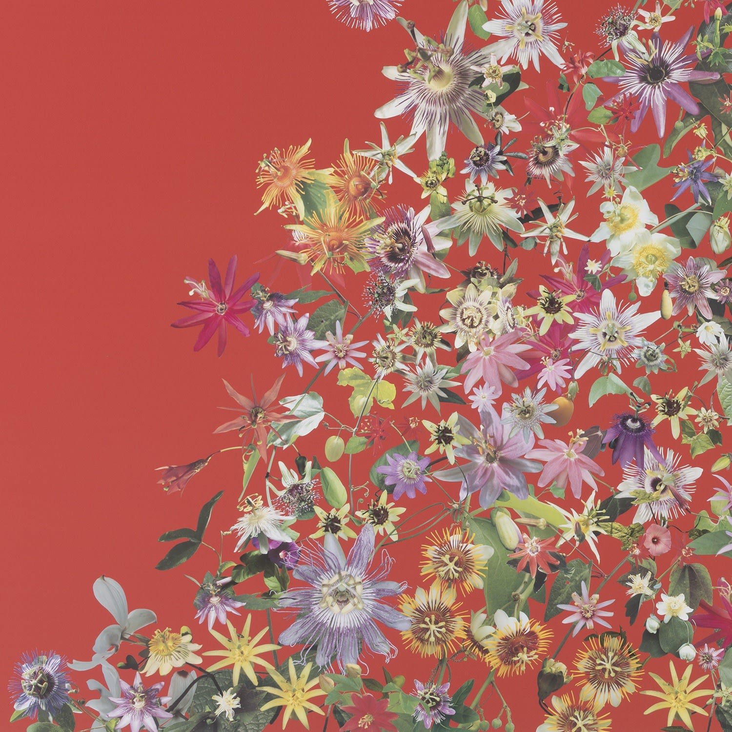 Stephen Eichhorn, Window to the (Passion Flower), 2024