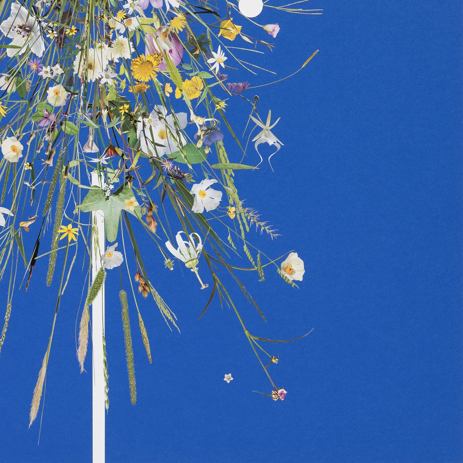 Stephen Eichhorn, The Drape (Gone in a Day), 2024