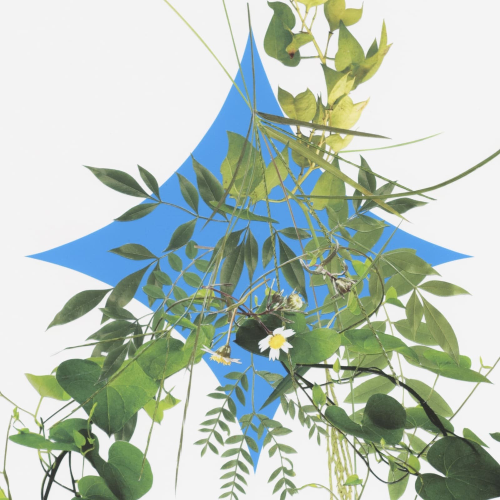 Stephen Eichhorn, Two Flowers (Voidground), 2024