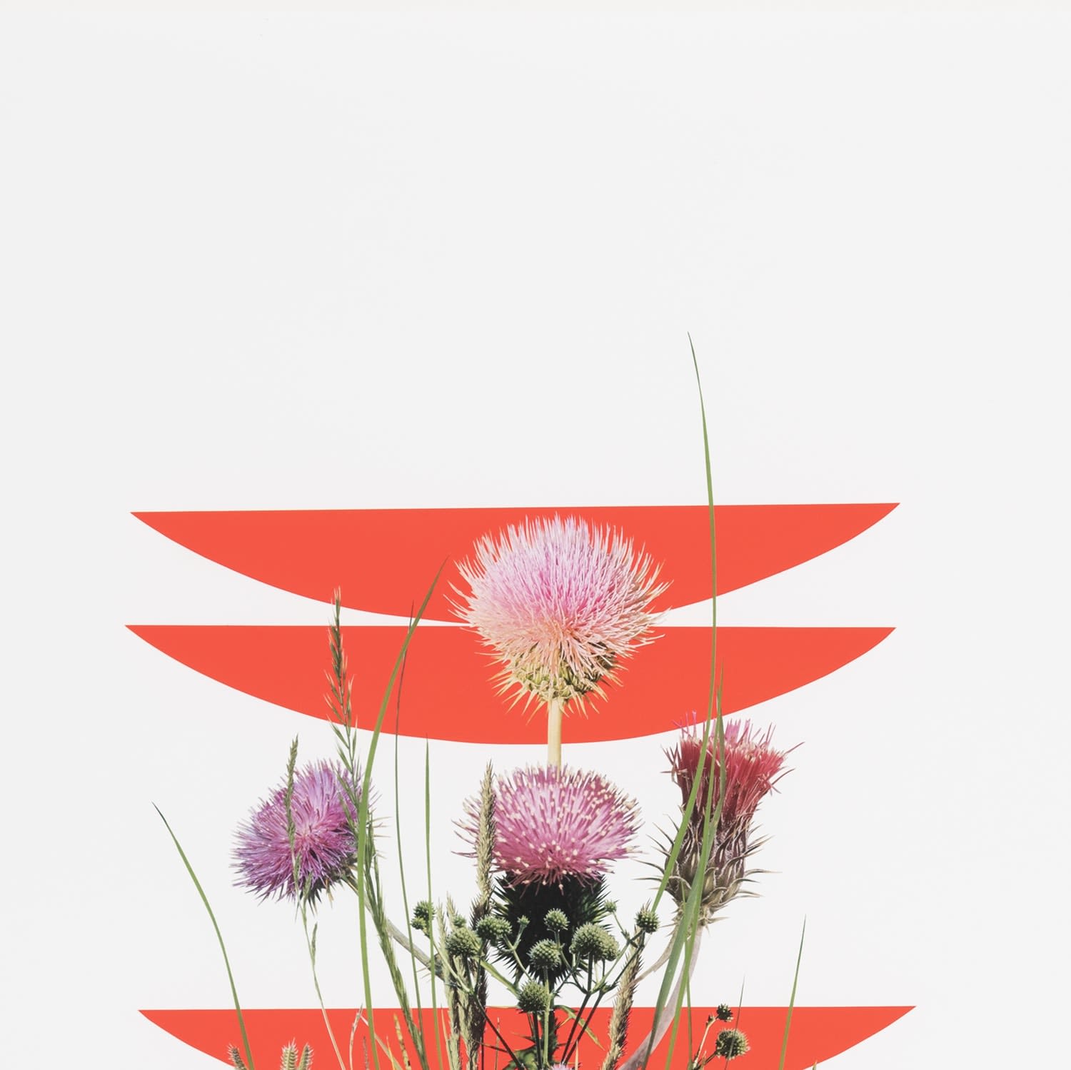 Stephen Eichhorn, The Thistle, 2023