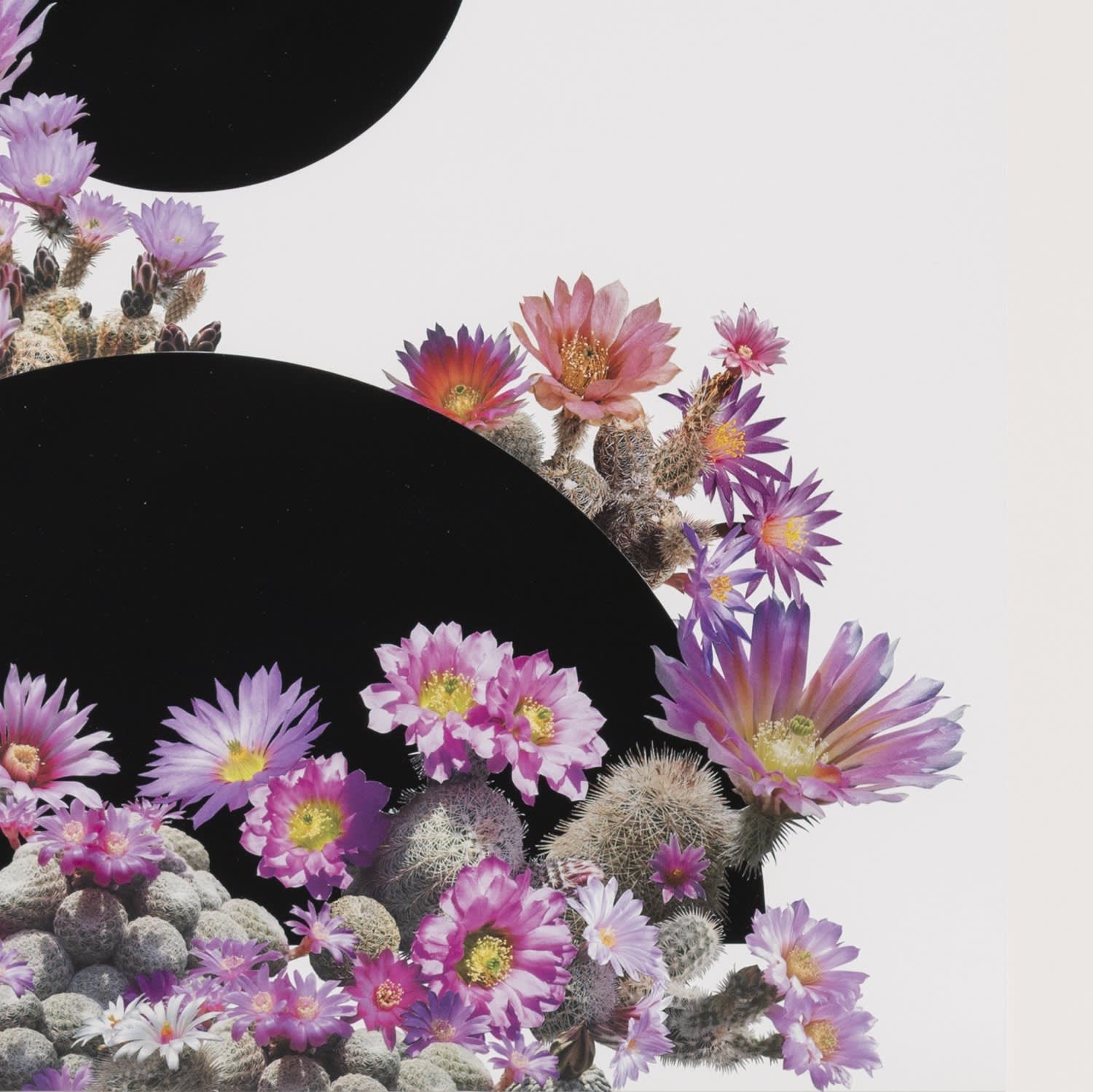 Stephen Eichhorn, Pink Flower (Voidground), 2024